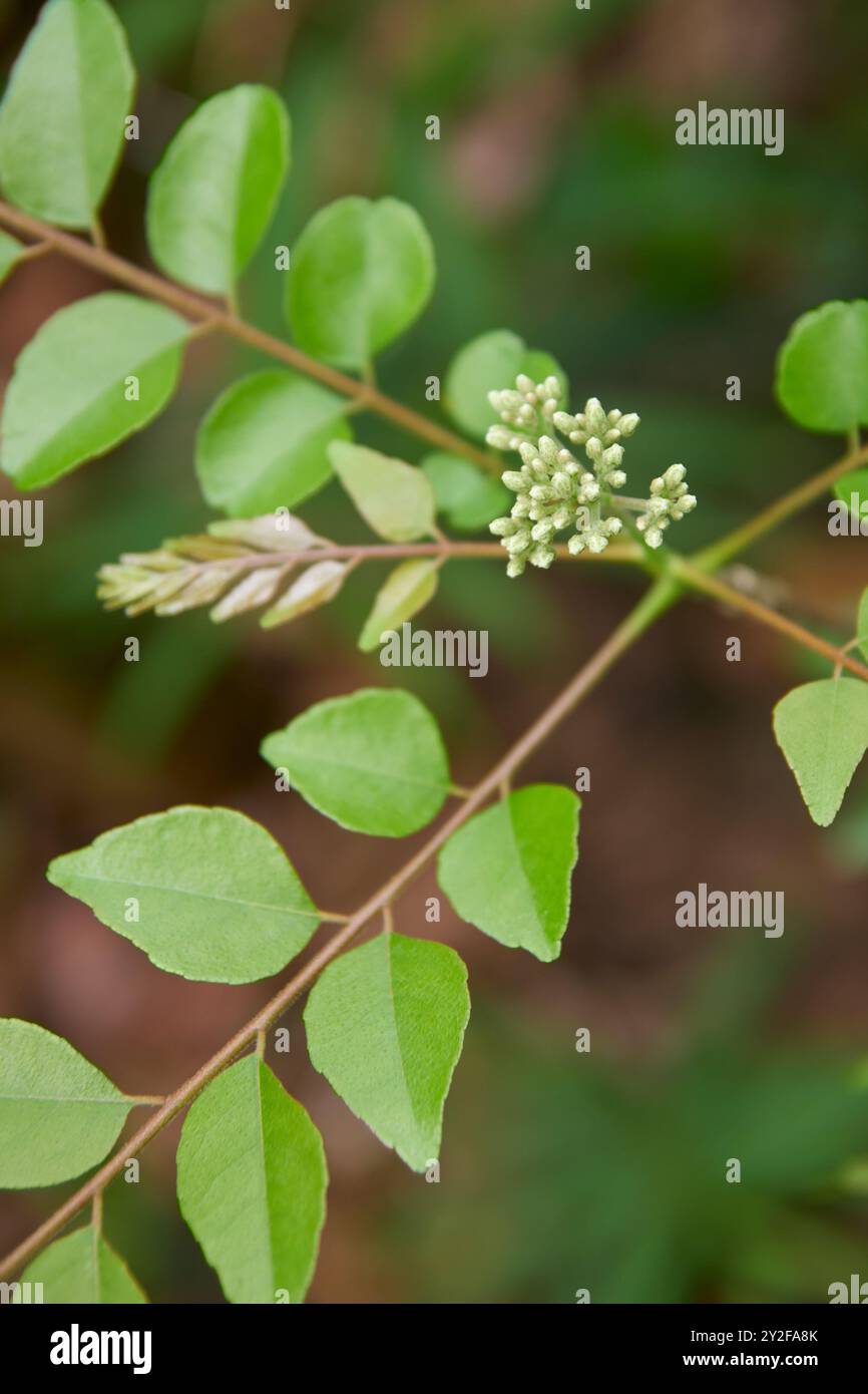 vista dall'alto di gruppi di piante di foglie di curry piccoli boccioli di fiori sulla punta del ramo nel giardino, messa a fuoco selettiva con sfondo sfocato Foto Stock