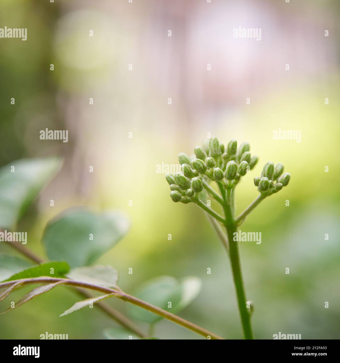 primi piani di piante di foglie di curry piccoli boccioli di fiori sulla punta del ramo in giardino, sfondo morbido con spazio di copia Foto Stock