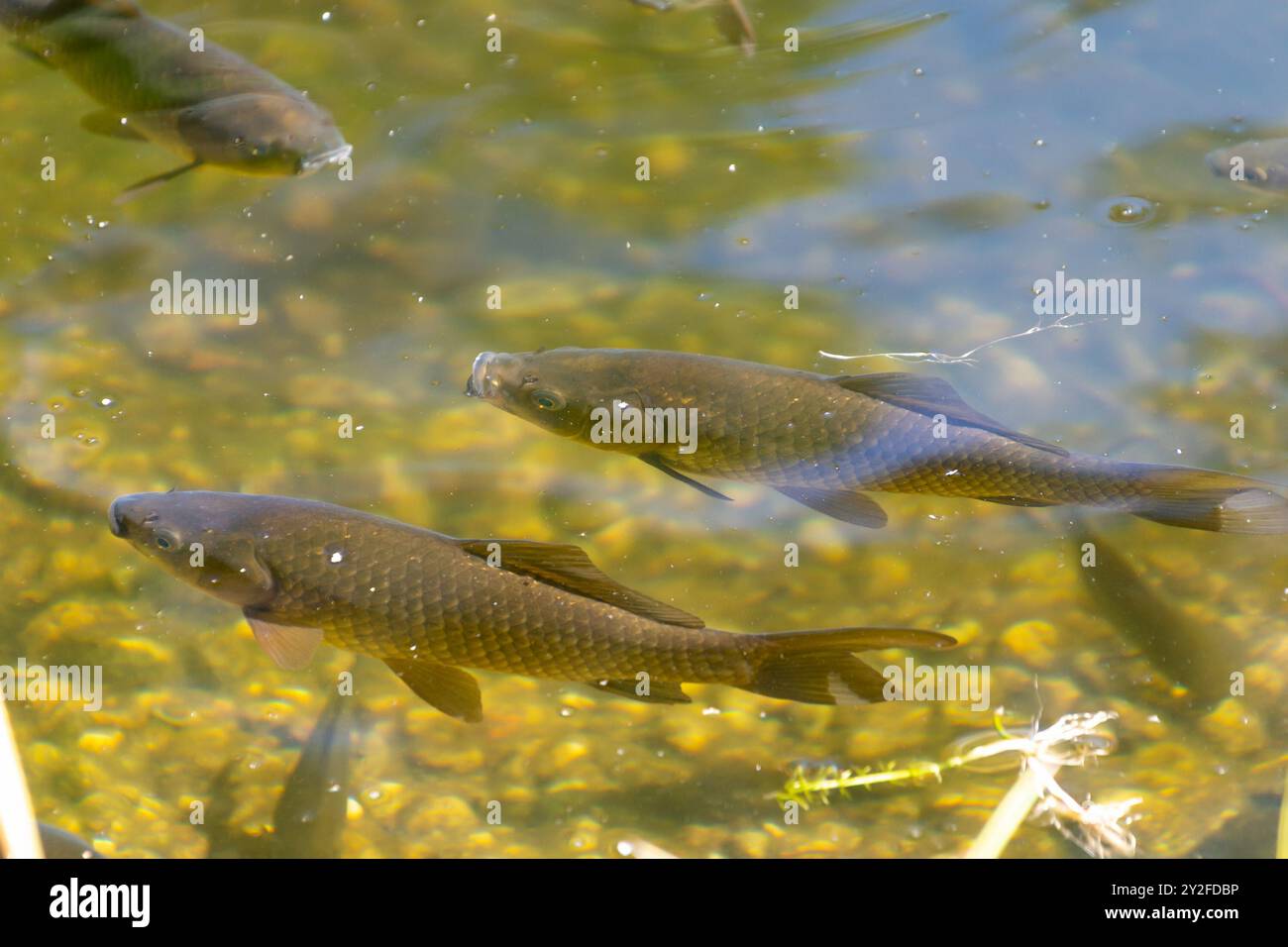 La carpa eurasiatica nuota in uno stagno. Carpa europea (Cyprinus carpio). la carpa comune. pesce d'acqua dolce. Foto Stock