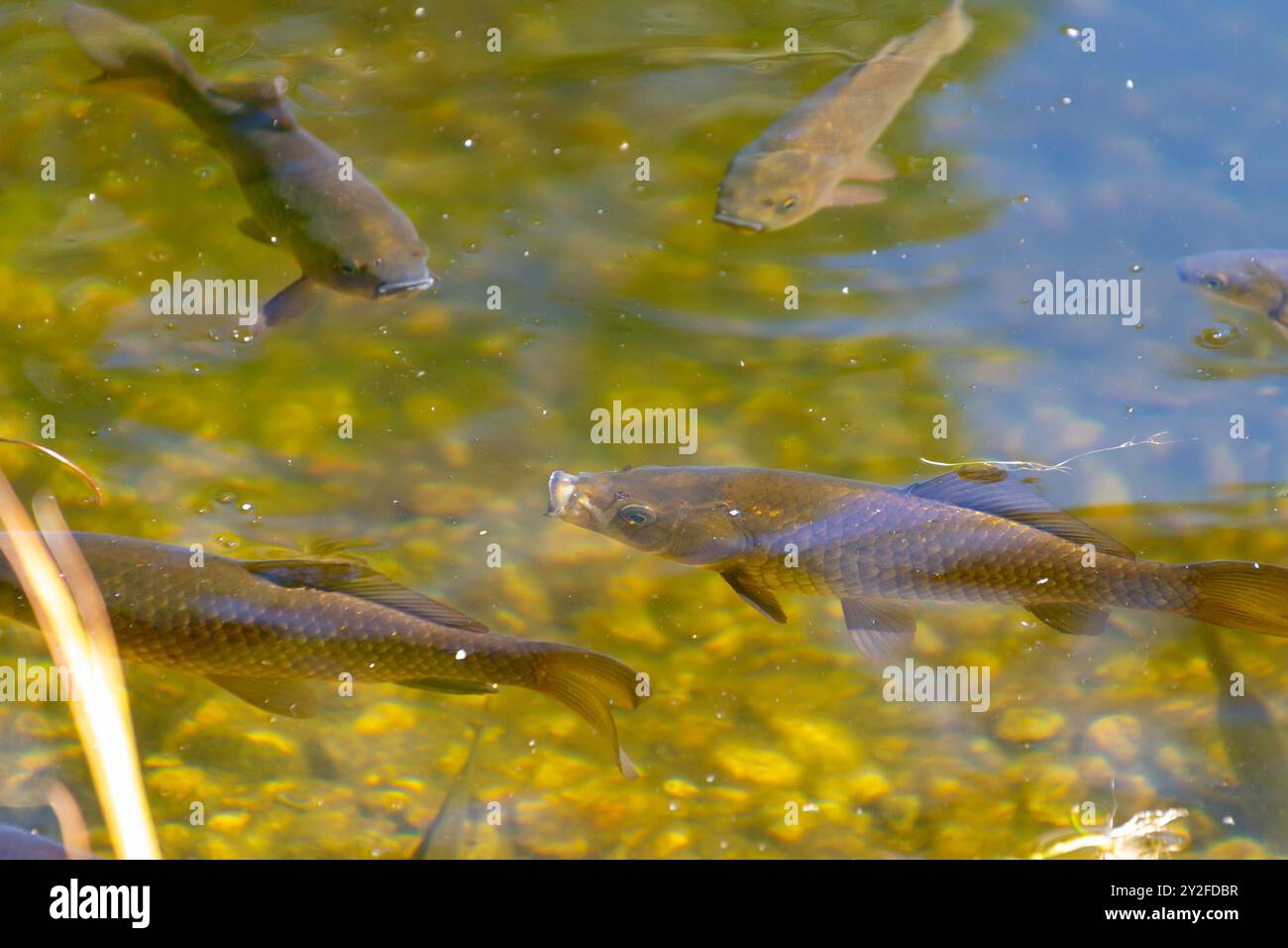 La carpa eurasiatica nuota in uno stagno. Carpa europea (Cyprinus carpio). la carpa comune. pesce d'acqua dolce. Foto Stock