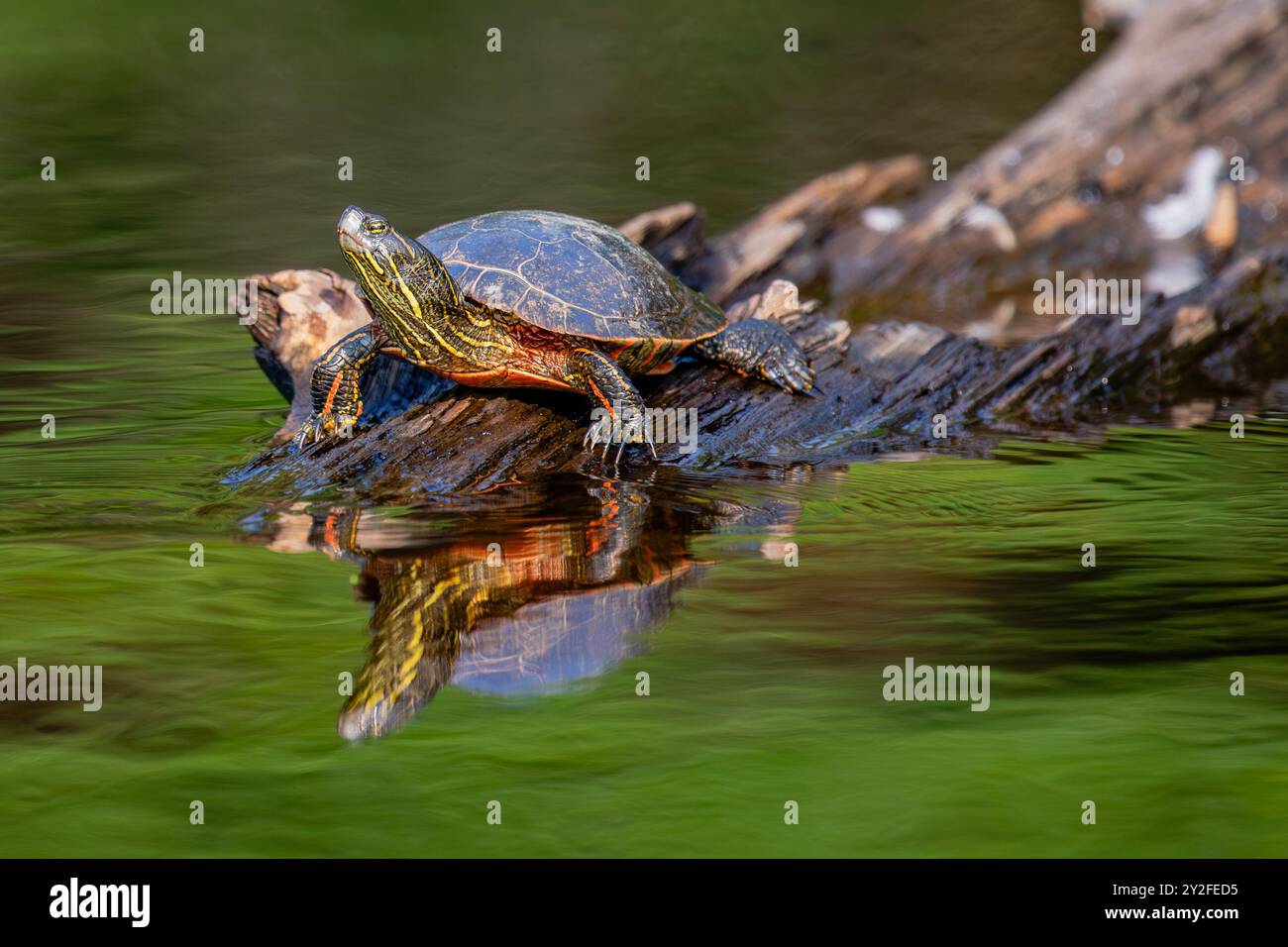 WESTERN Painted Turtle (Chrysemys picta) strisciando su un tronco in estate, orizzontale Foto Stock