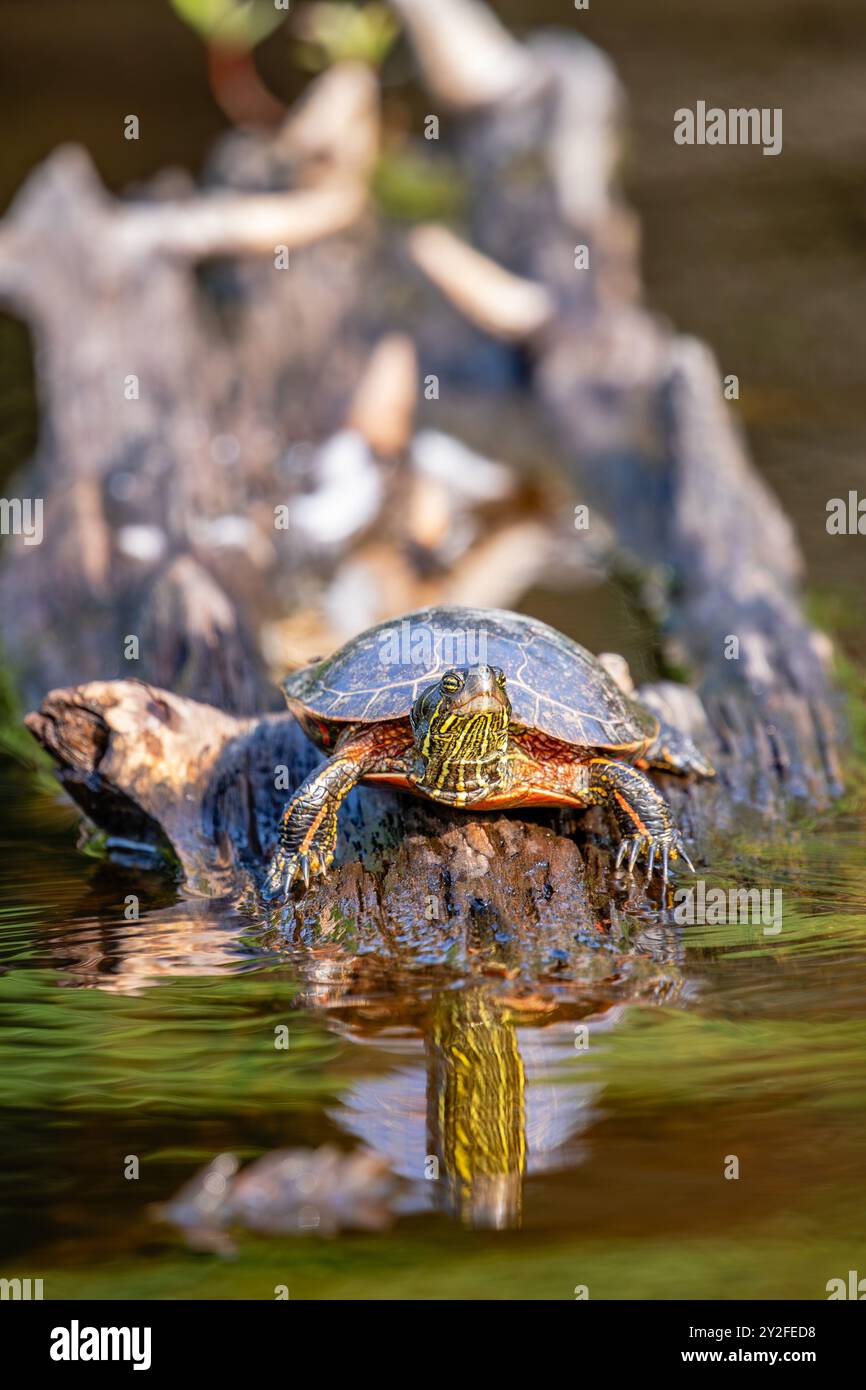 WESTERN Painted Turtle (Chrysemys picta) strisciando su un tronco in estate, verticale Foto Stock