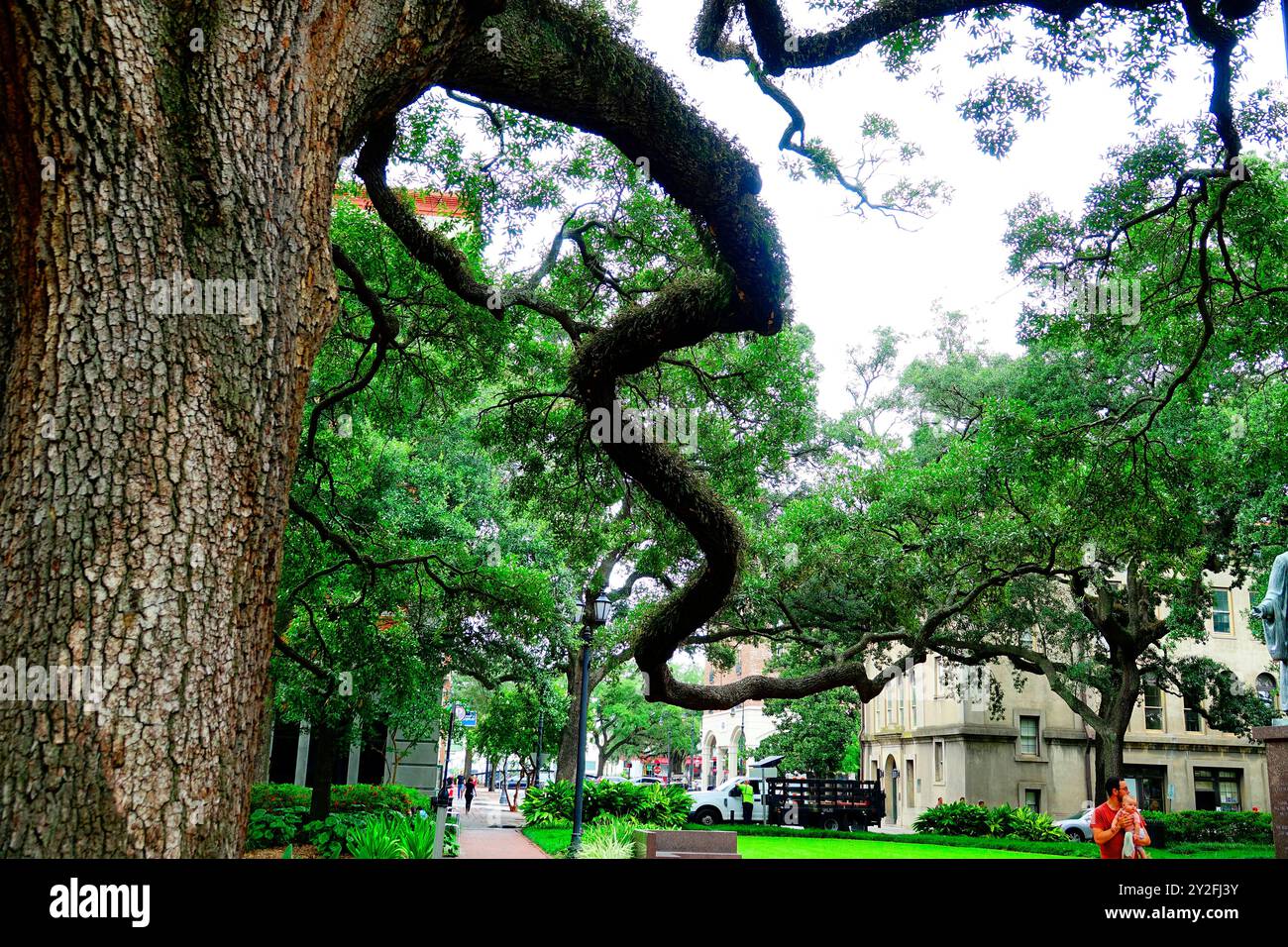 Famoso Very Old Crooked Branch su un albero di quercia nel centro storico di Savannah, Georgia. Creato il 28 agosto 2024 Foto Stock