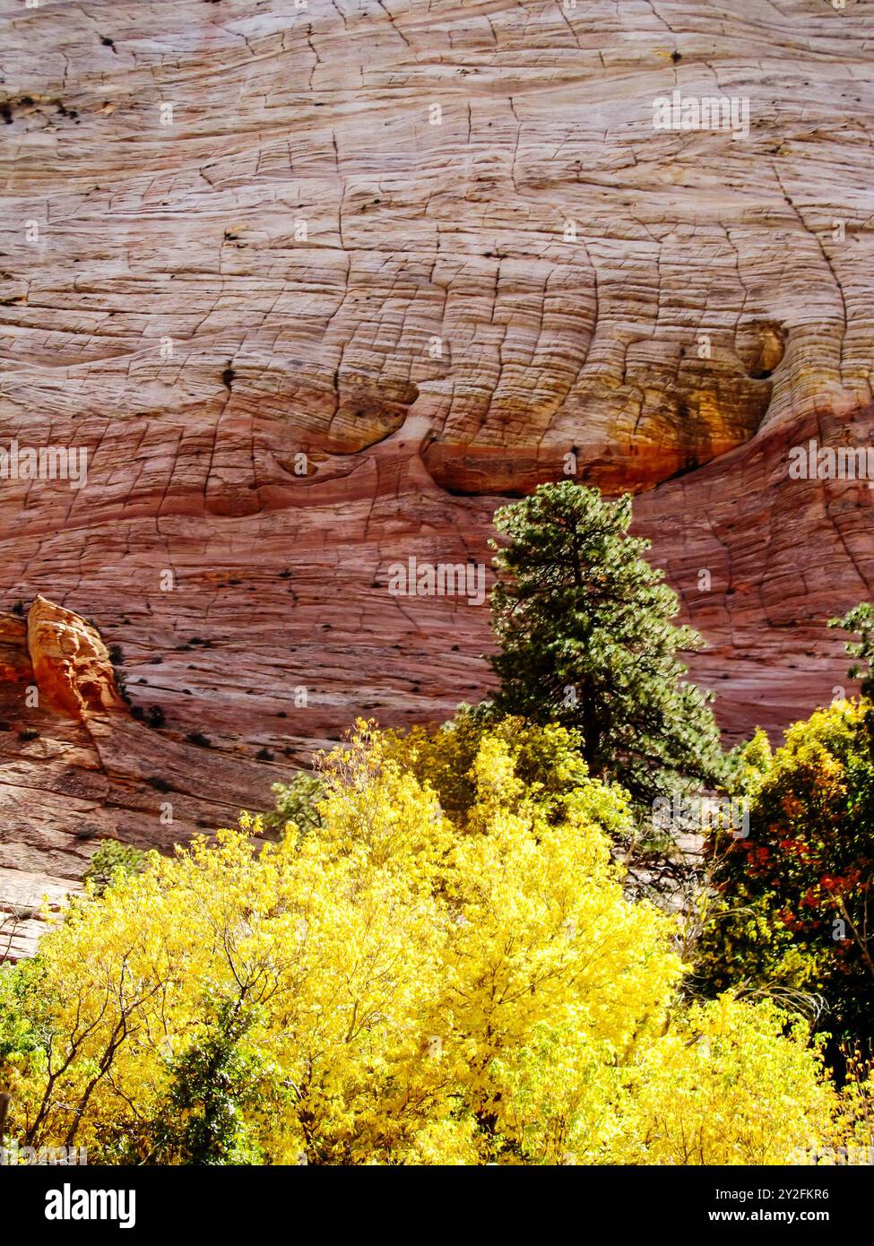 Fogliame autunnale giallo brillante di fronte al motivo a croce tratteggiato sulla scogliera in arenaria Navajo di scacchiera mesa nel Parco Nazionale di Zion nello Utah, Stati Uniti Foto Stock