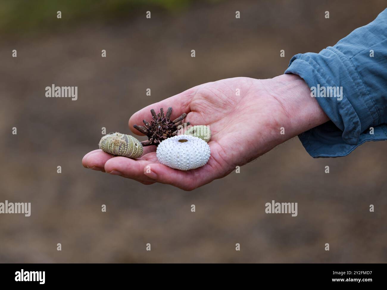 Mano dell'uomo che tiene una varietà di conchiglie di ricci di mare, Floreana Island, Galapagos Foto Stock