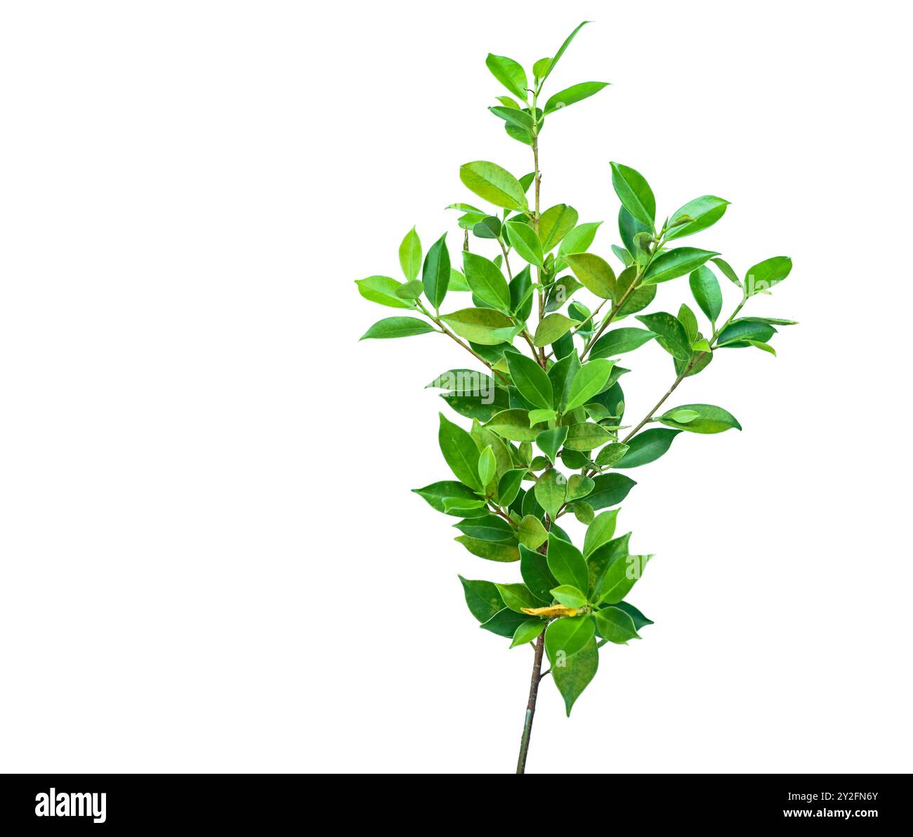 Un ritaglio di foglie di Ficus benjamina con tracciati di ritaglio su sfondo bianco. La struttura dettagliata e la lussureggiante vegetazione sono evidenziate, sottolineando il loro aspetto Foto Stock