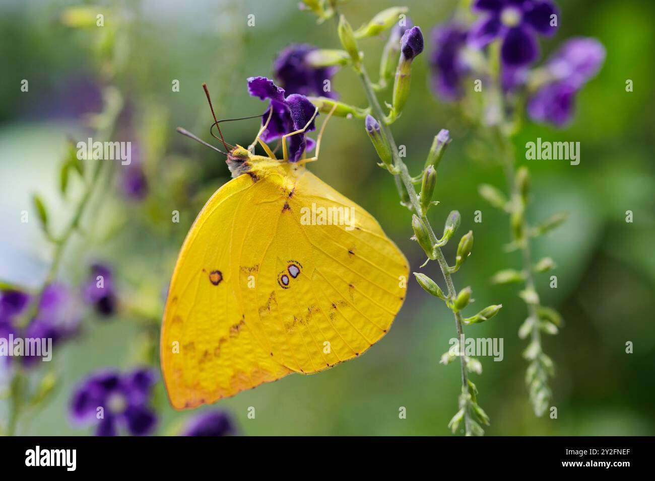 Il migrante di Limoni, Catopsilia pomona, che raccoglie polline sui fiori Foto Stock