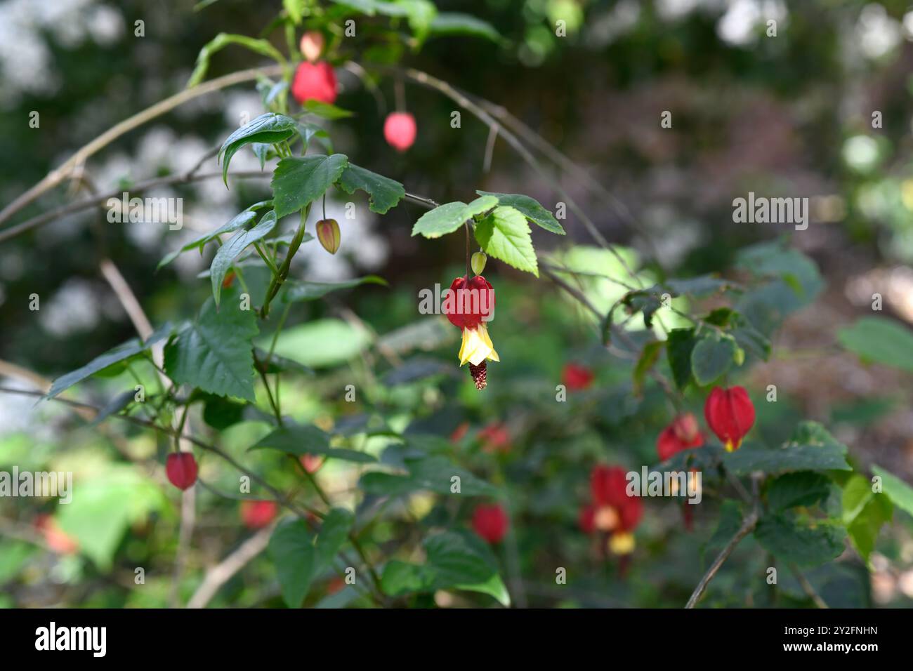 Trailing abutilon (Abutilon megapotamicum o Callianthe megapotamica) è un arbusto originario del Brasile, Argentina e Urugay. Foto Stock
