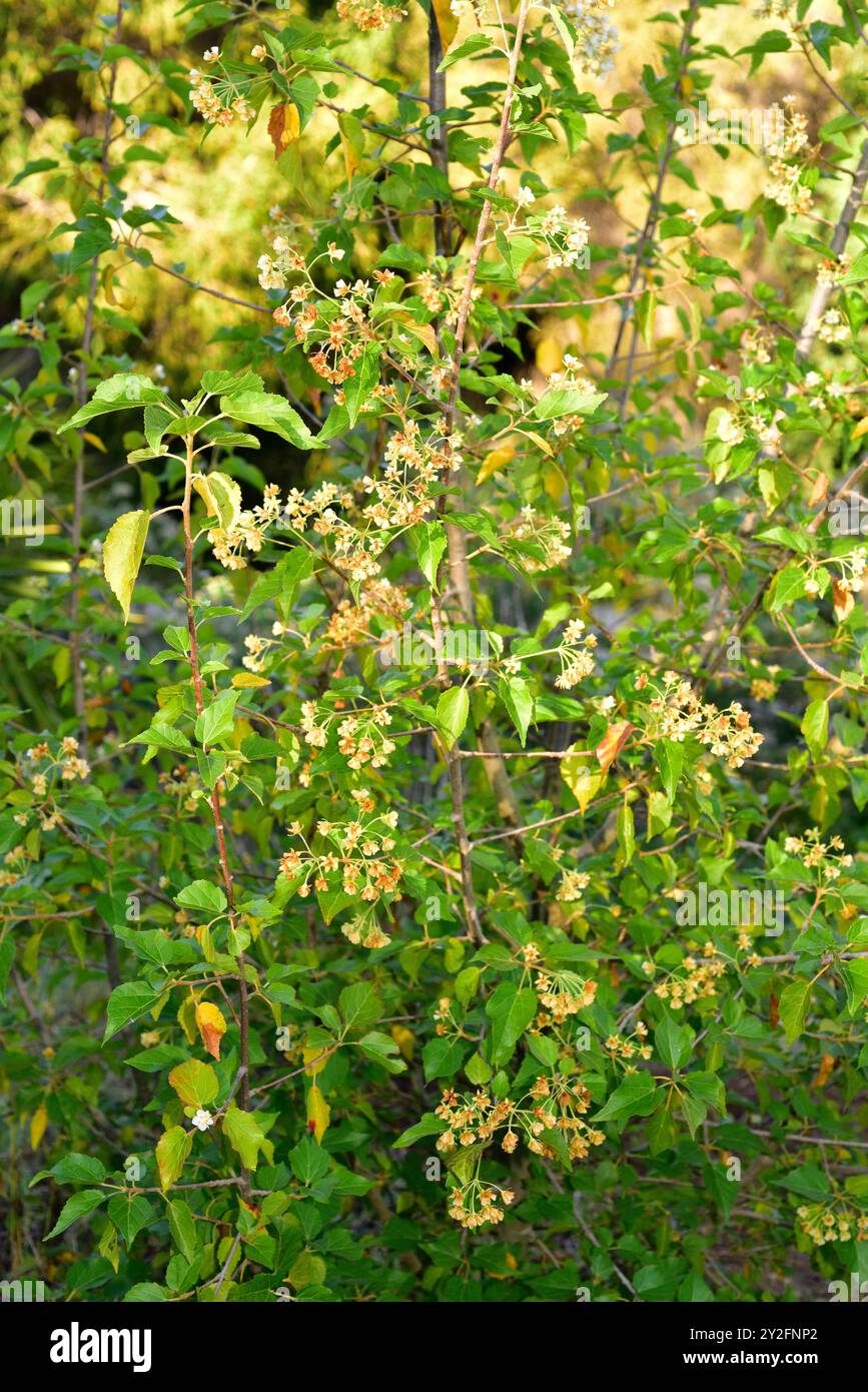 La pera selvatica del Natal (Dombeya cymosa) è un arbusto deciduo originario dell'Africa meridionale. Foto Stock