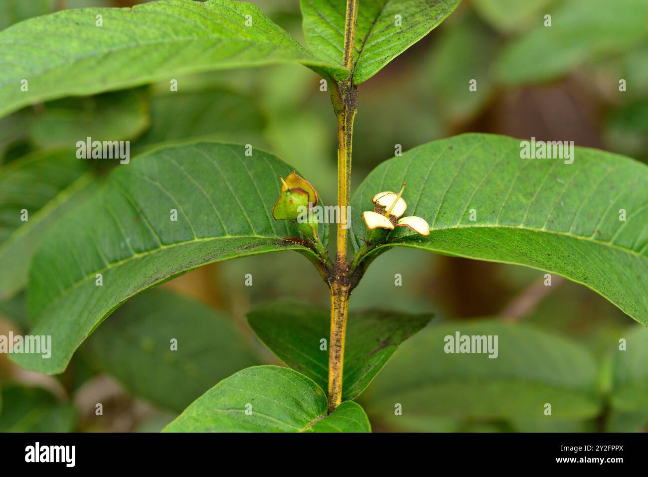 Il guava comune (Psidium guajava) è un arbusto o piccolo albero originario dell'America tropicale. I suoi frutti sono commestibili. Dettagli di fiori e foglie. Foto Stock