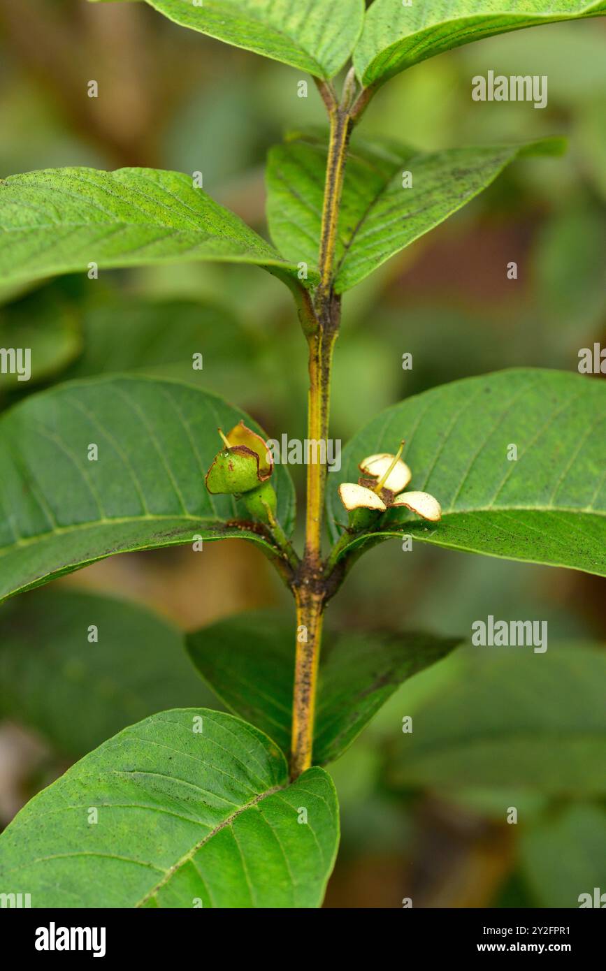 Il guava comune (Psidium guajava) è un arbusto o piccolo albero originario dell'America tropicale. I suoi frutti sono commestibili. Dettagli di fiori e foglie. Foto Stock