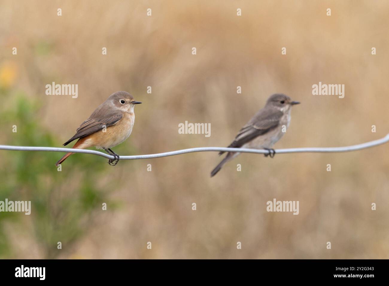 Redstart (Phoenicurus phoenicurus) con Flycatcher maculato (Muscicapa striatas) Norfolk settembre 2024 Foto Stock