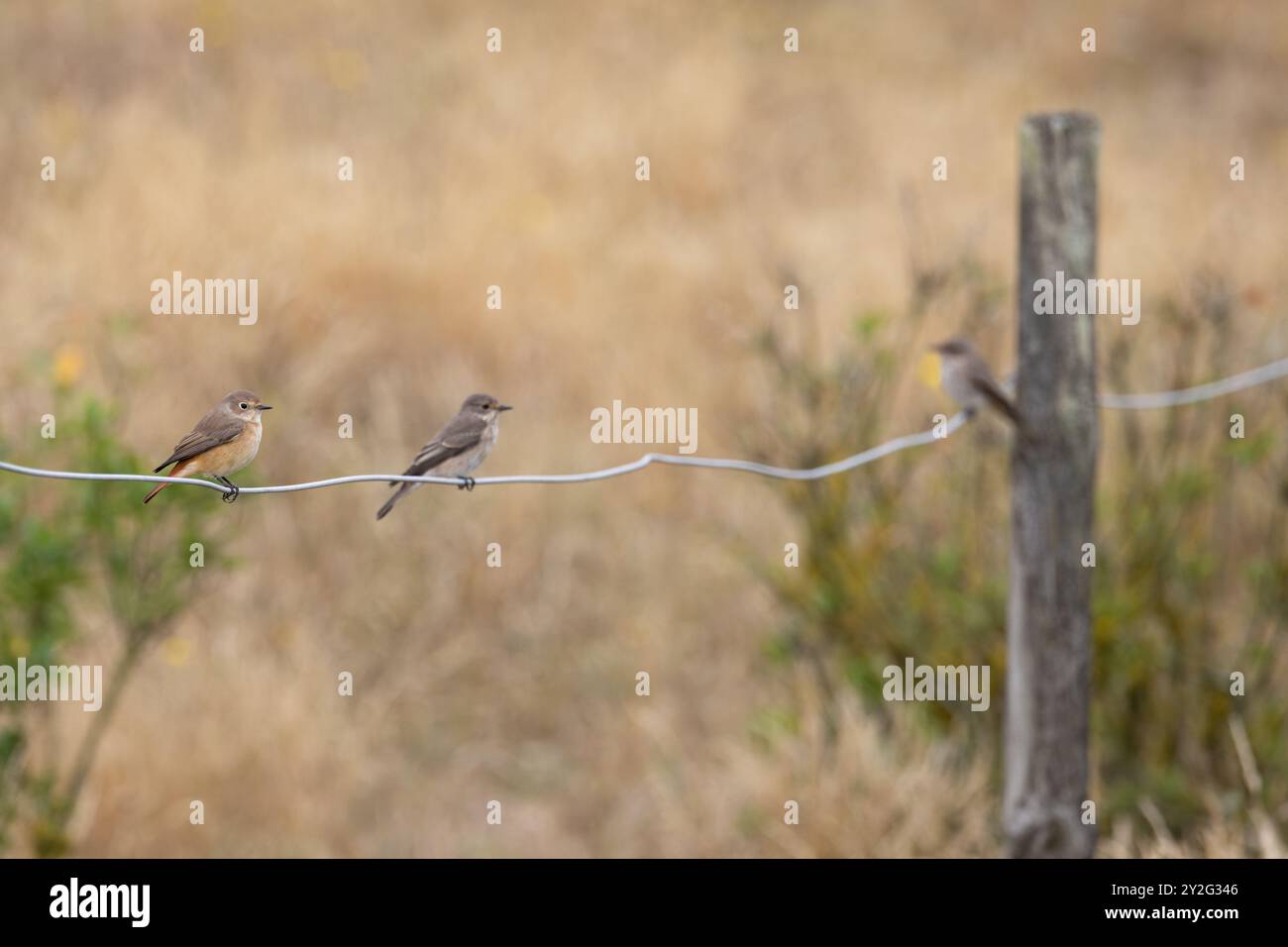 Redstart (Phoenicurus phoenicurus) con Flycatcher maculato (Muscicapa striatas) Norfolk settembre 2024 Foto Stock