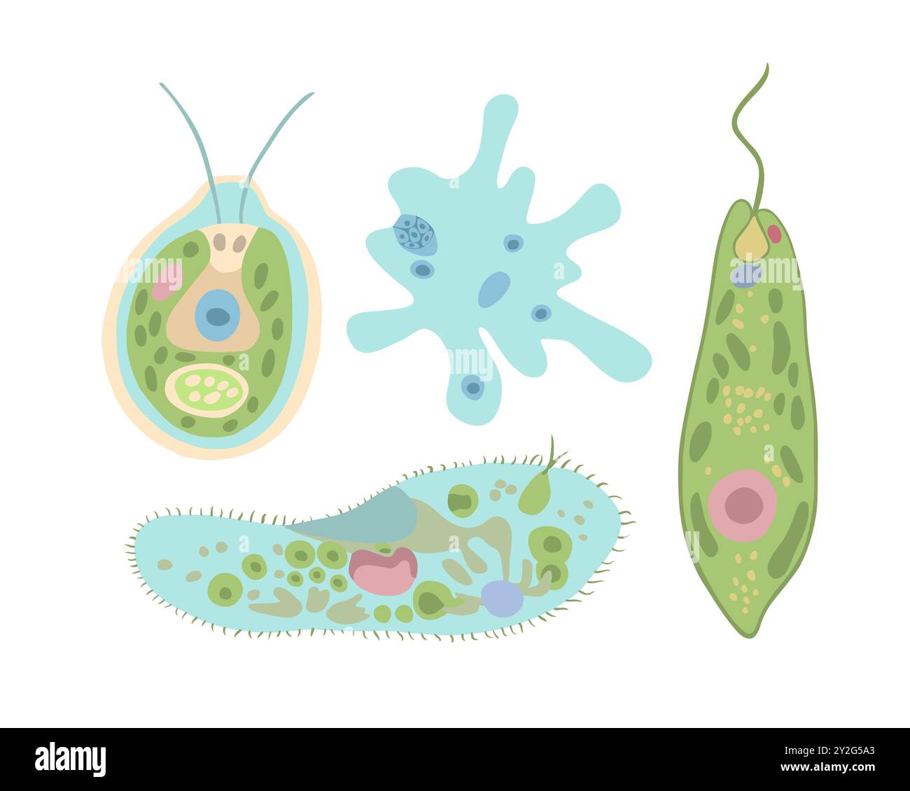 Serie di illustrazioni isolate vettoriali di organismi unicellulari. Studio della biologia. Ameba proteus e infusoria. La struttura di Evlena Green e Chlamydom Illustrazione Vettoriale