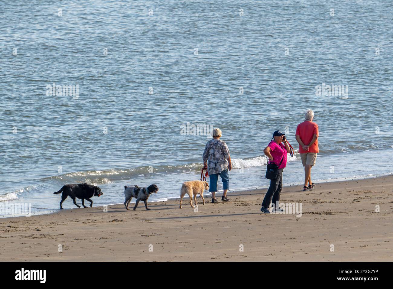 Tre anziani proprietari di cani che camminano lungo la costa con i loro cani scatenati sulla spiaggia sabbiosa in estate Foto Stock
