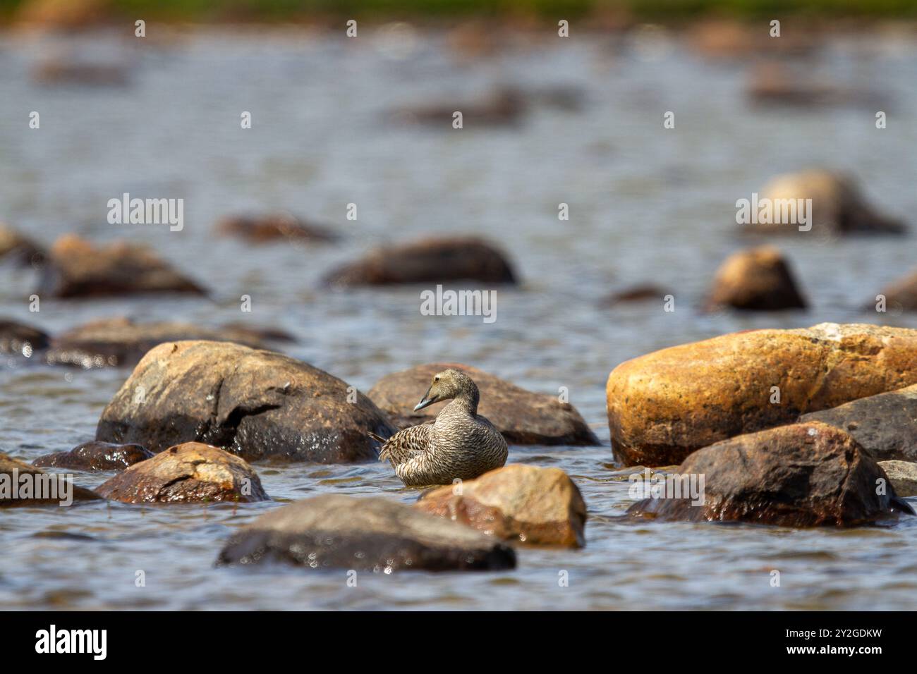 Anatra di eider comune, Somateria mollisssima, in piedi su una roccia in uno stagno, vicino ad Arviat Nunavut Canada. Foto Stock