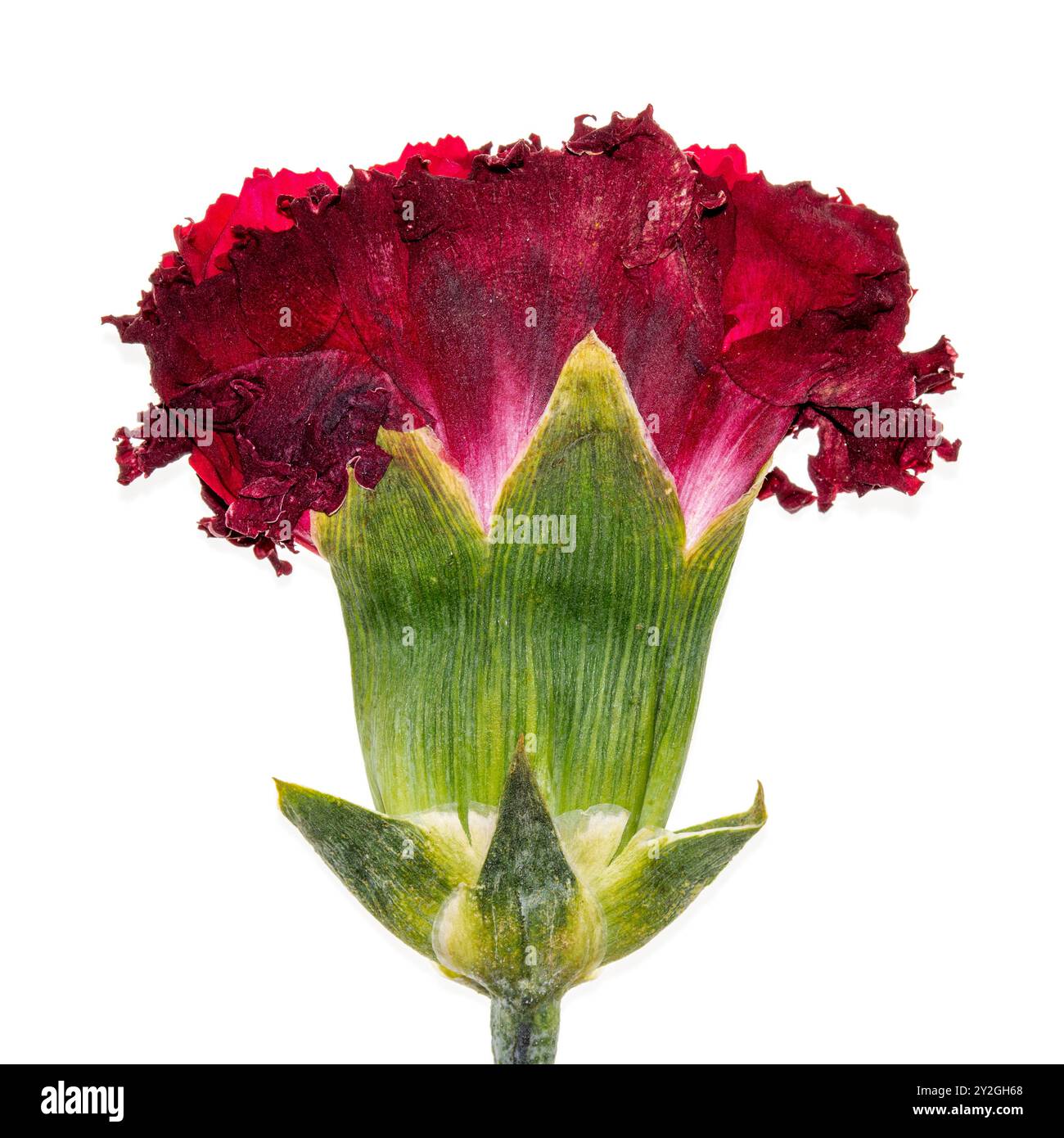 Fiore di garofano pressato Foto Stock