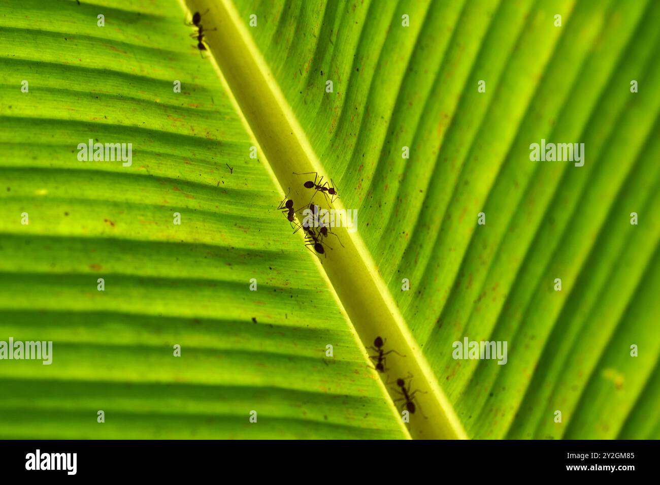 formiche su una foglia di banana retroilluminata nel delta del mekong Foto Stock