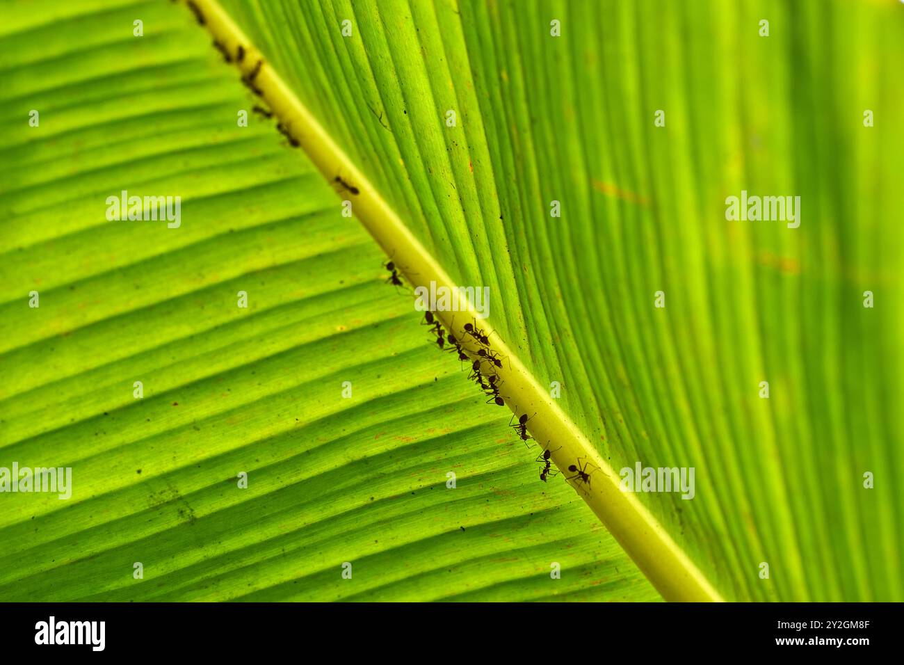 formiche su una foglia di banana retroilluminata nel delta del mekong Foto Stock