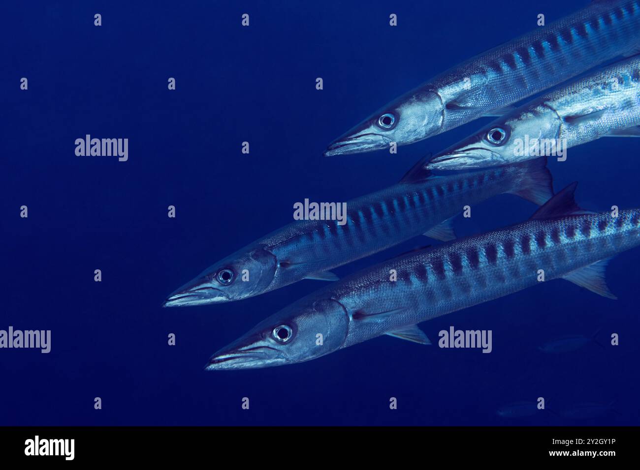 Blackfin barracudas, Sphyraena qenie, Raja Ampat Indonesia. Foto Stock