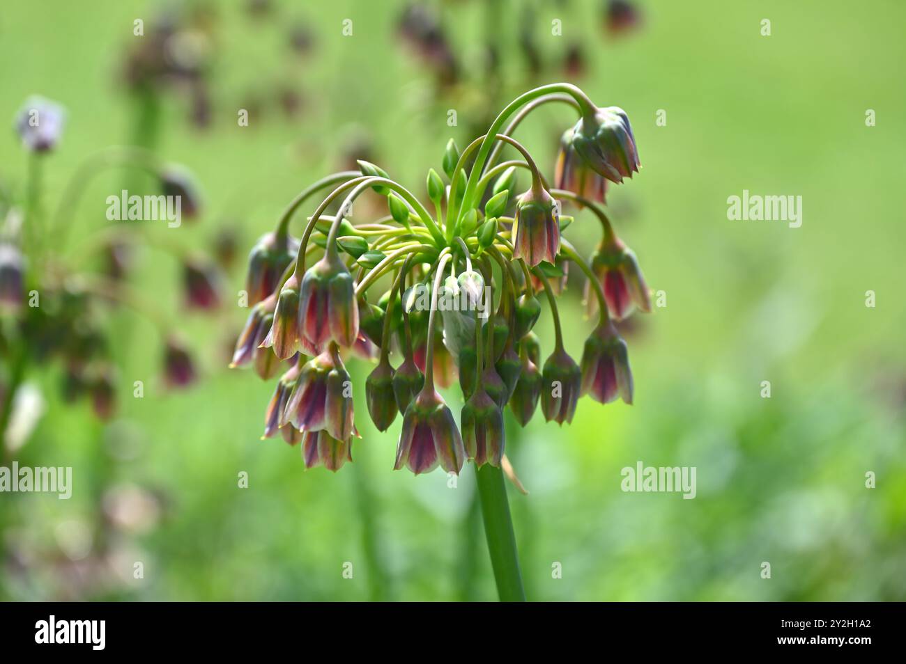 Insoliti fiori bruni violacei annuire all'inizio dell'estate di Allium Nectaroscordum Siculum, anche noto come aglio miele siciliano nel giardino britannico maggio Foto Stock