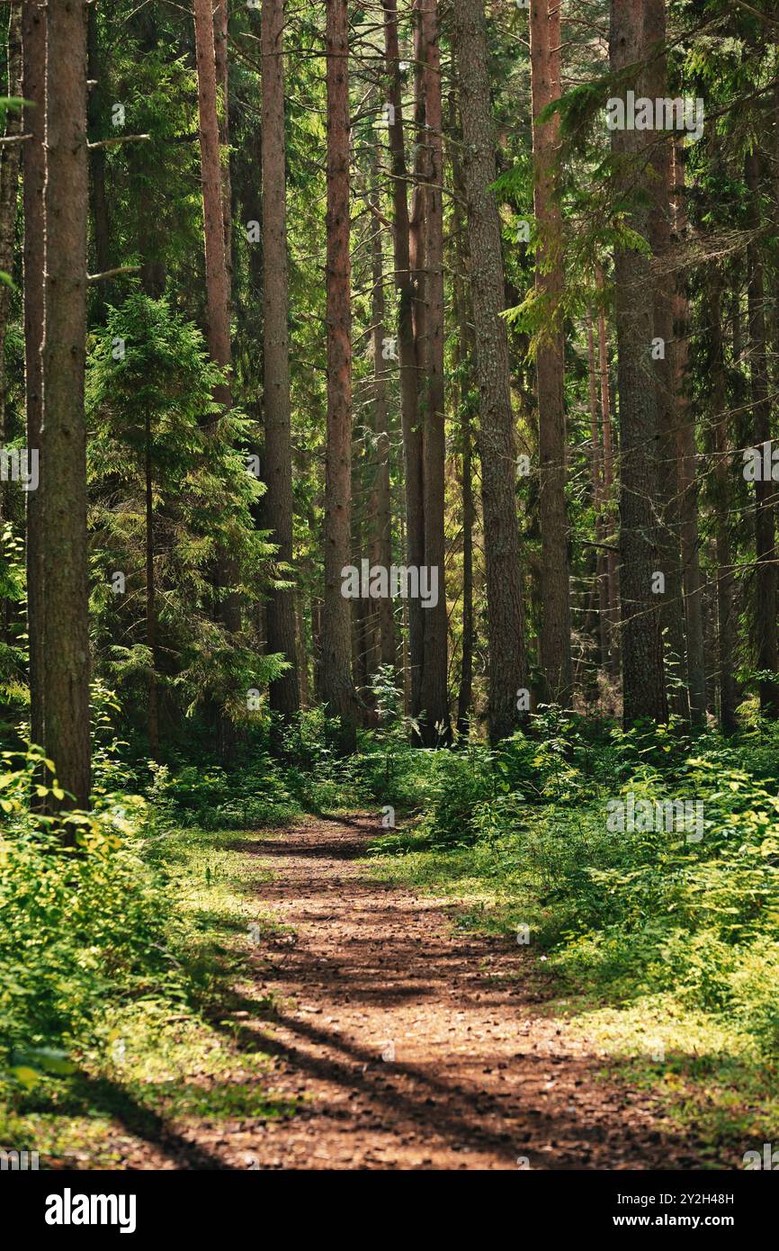 Percorso attraverso la soleggiata pineta. Paesaggio estivo in legno con luce mattutina brillante. Paesaggio naturale. Foto Stock