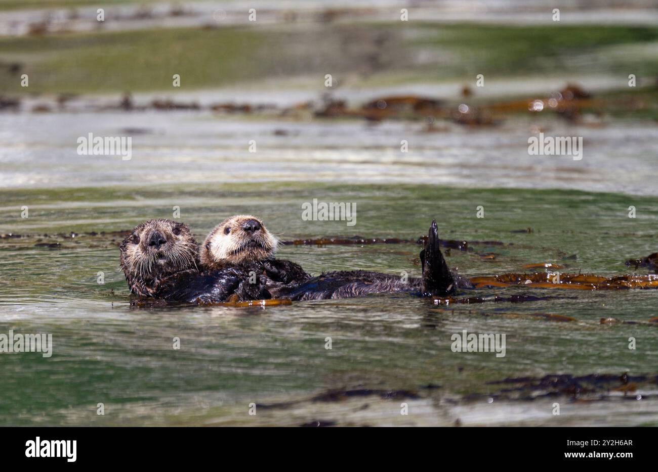 Lontra di mare adulta (Enhydra lutris kenyoni) madre con cucciolo a Inian Pass, Alaska sud-orientale, Stati Uniti, Oceano Pacifico. Foto Stock