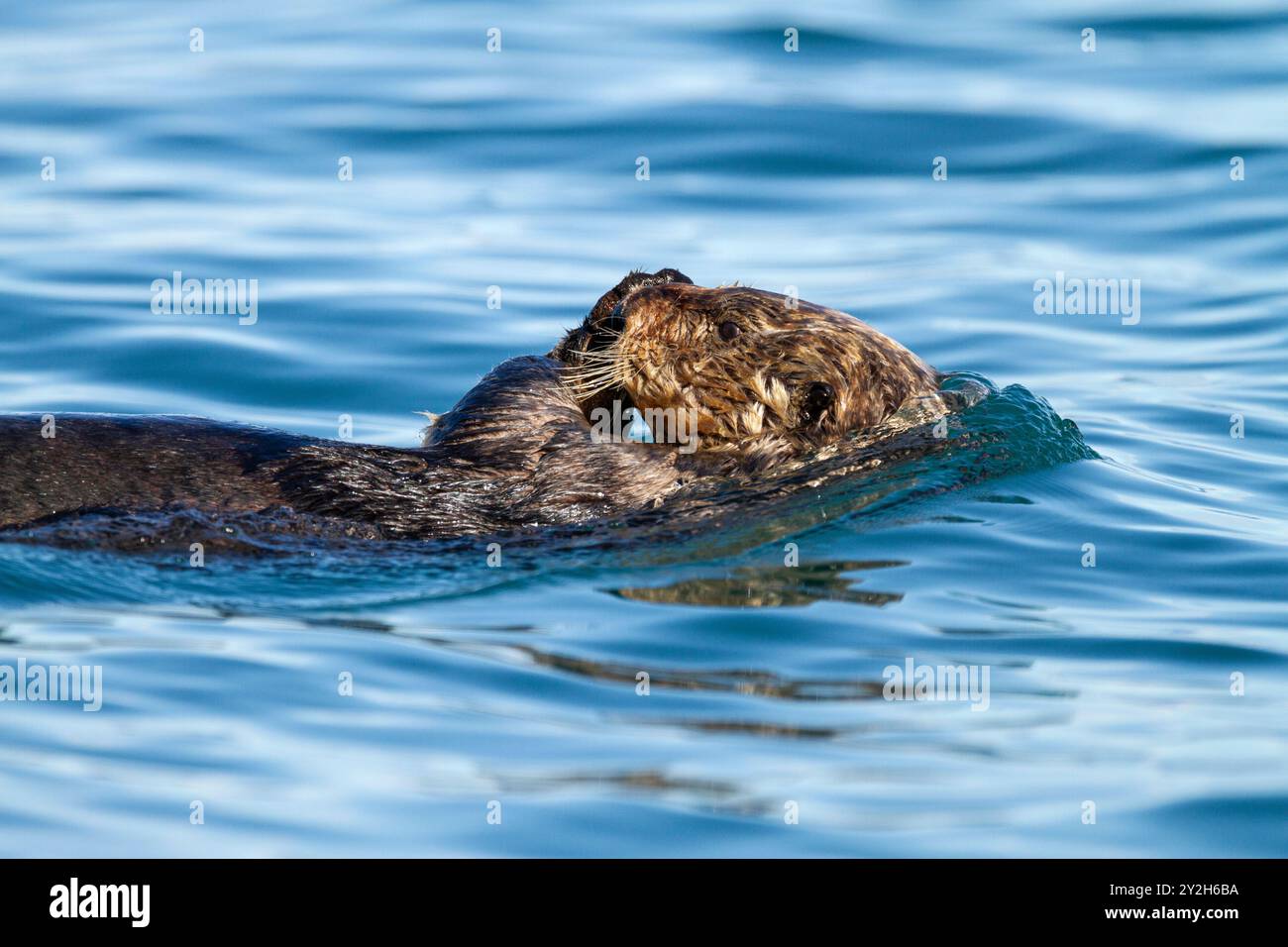 Lontra di mare adulta (Enhydra lutris kenyoni) che nuota a Inian Pass, Alaska sudorientale, Stati Uniti, Oceano Pacifico. Foto Stock