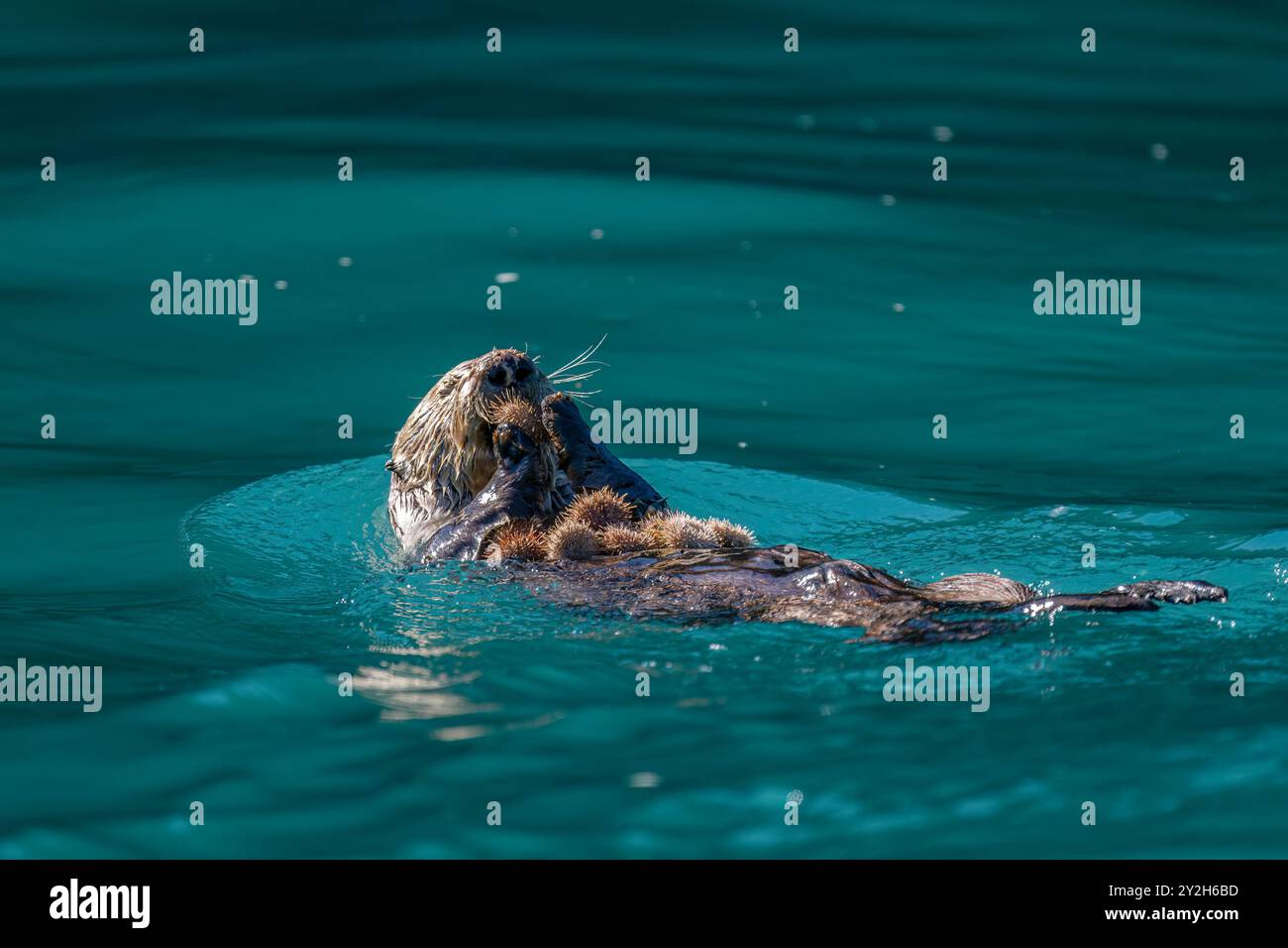 Lontra di mare adulta (Enhydra lutris kenyoni) che mangia ricci che ha raccolto al largo del fondo marino a Inian Pass, Alaska sud-orientale, USA, Pacific Oce Foto Stock