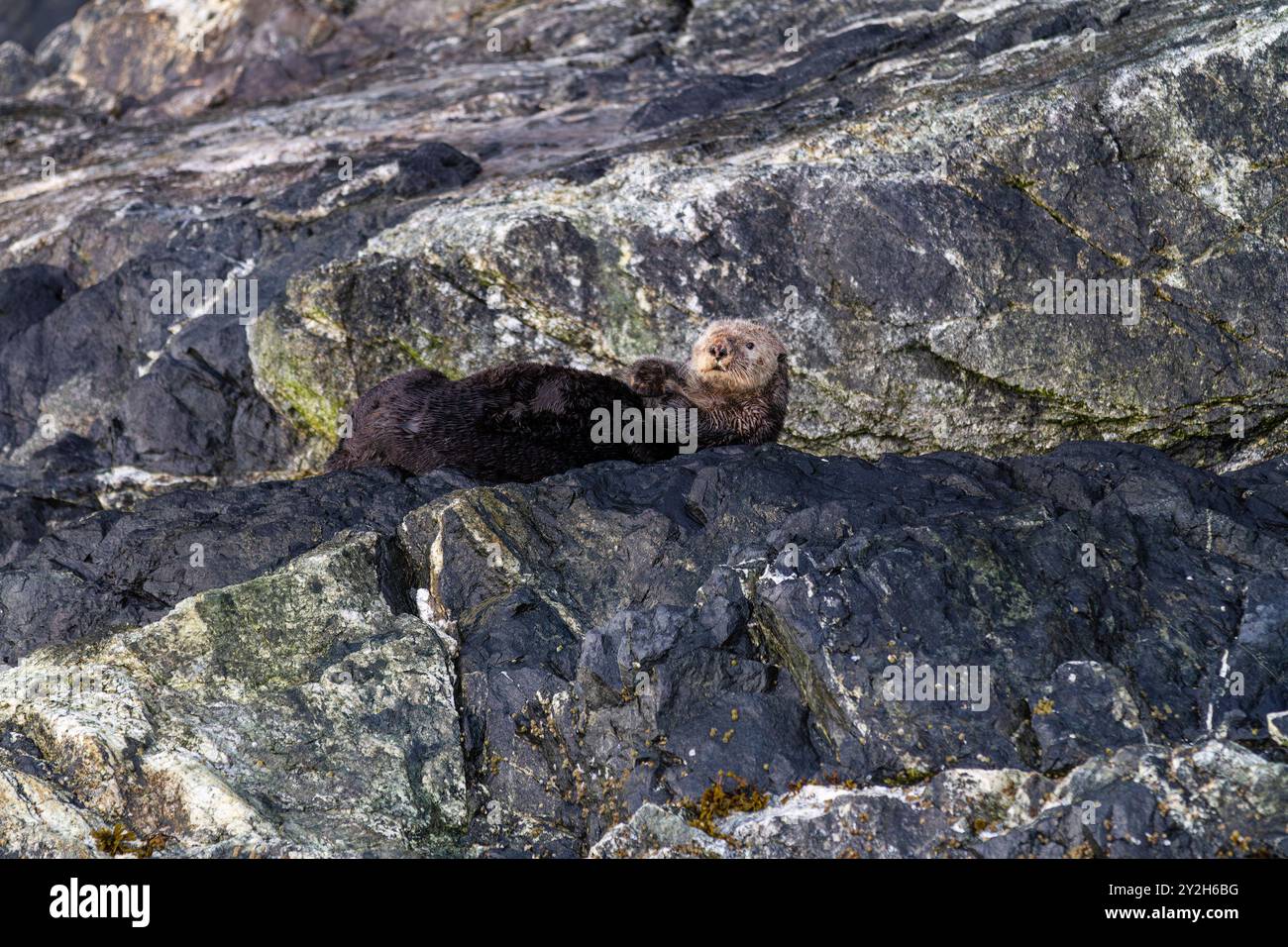 Un raro avvistamento di una lontra di mare adulta (Enhydra lutris kenyoni) è stata trasportata sulla terraferma a Inian Pass, Alaska sud-orientale, Stati Uniti, Oceano Pacifico. Foto Stock