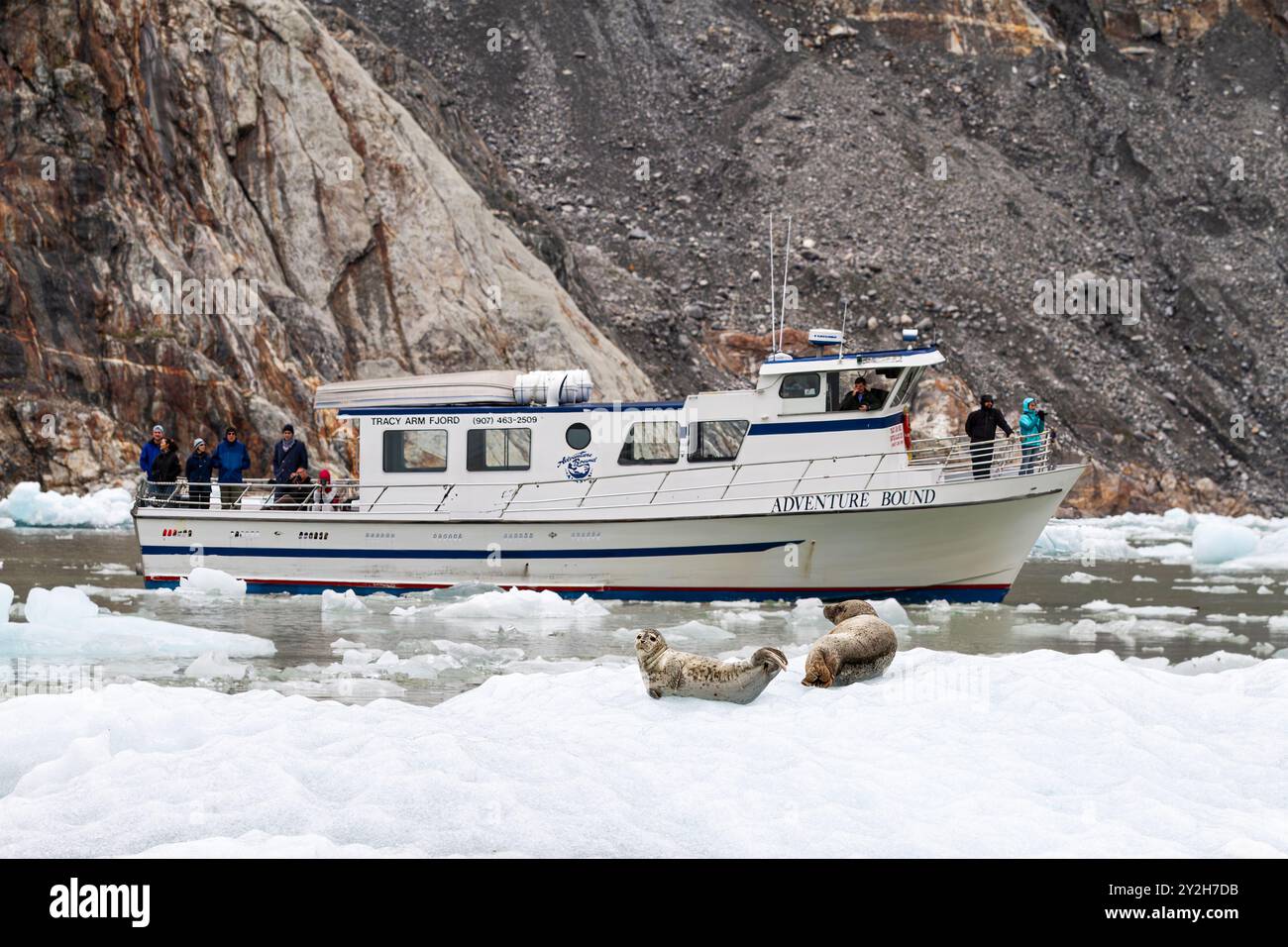 Foche del porto (Phoca vitulina) trasportate su ghiaccio ricavato dal ghiacciaio South Sawyer, Alaska sud-orientale, Stati Uniti. Foto Stock