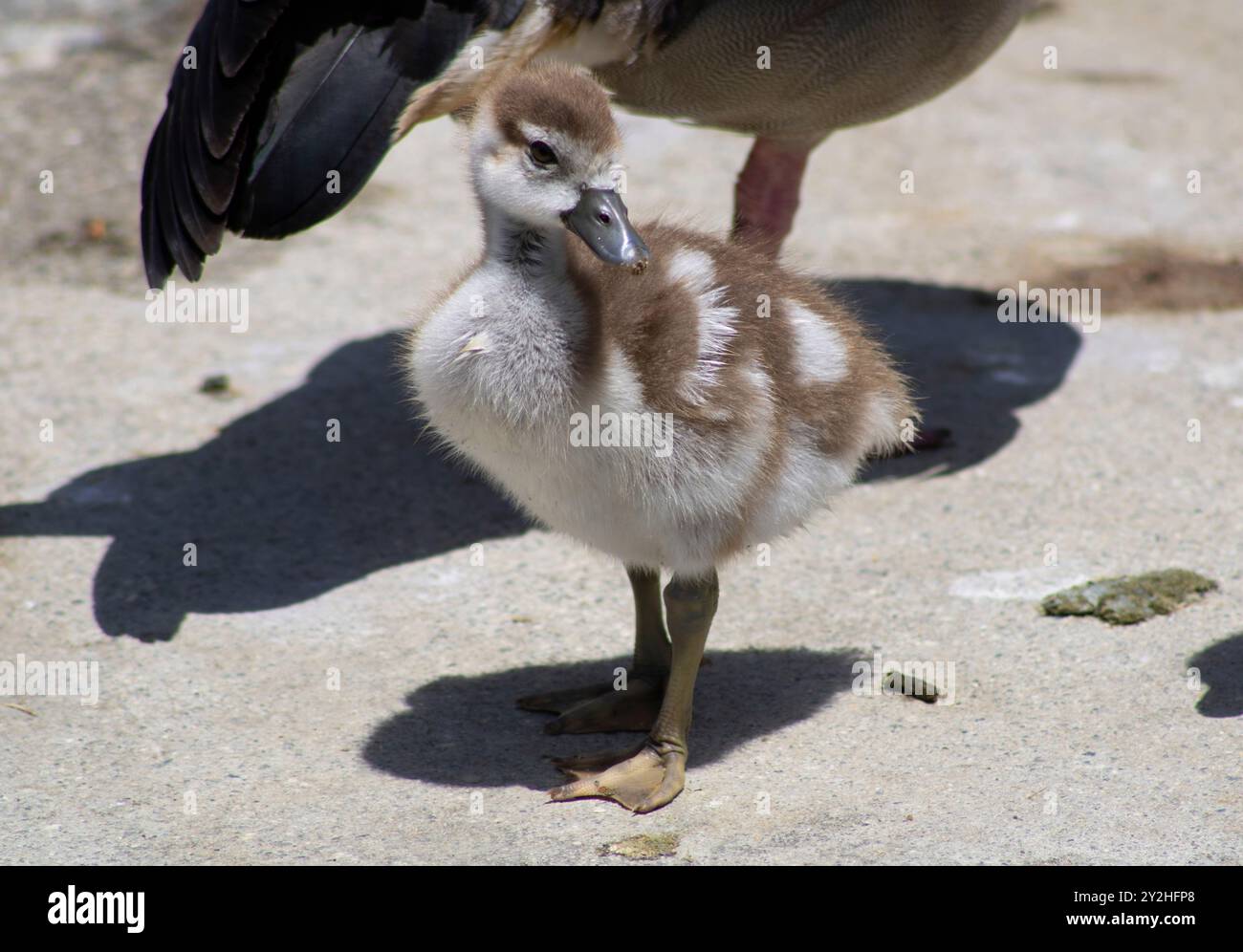 oche di gosling con la madre vicino all'acqua Foto Stock