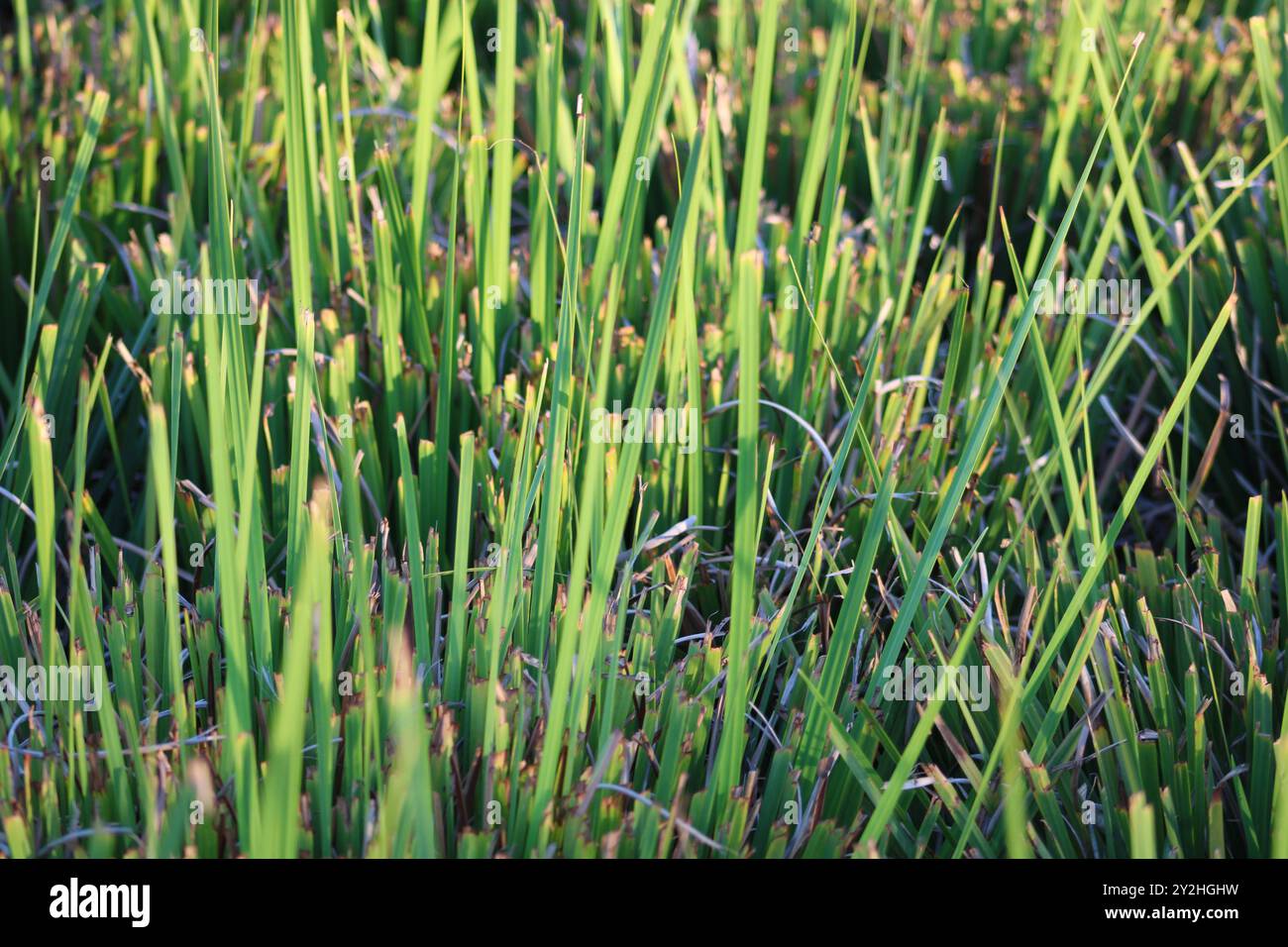 lunghe lame di erba verde vibrante Foto Stock
