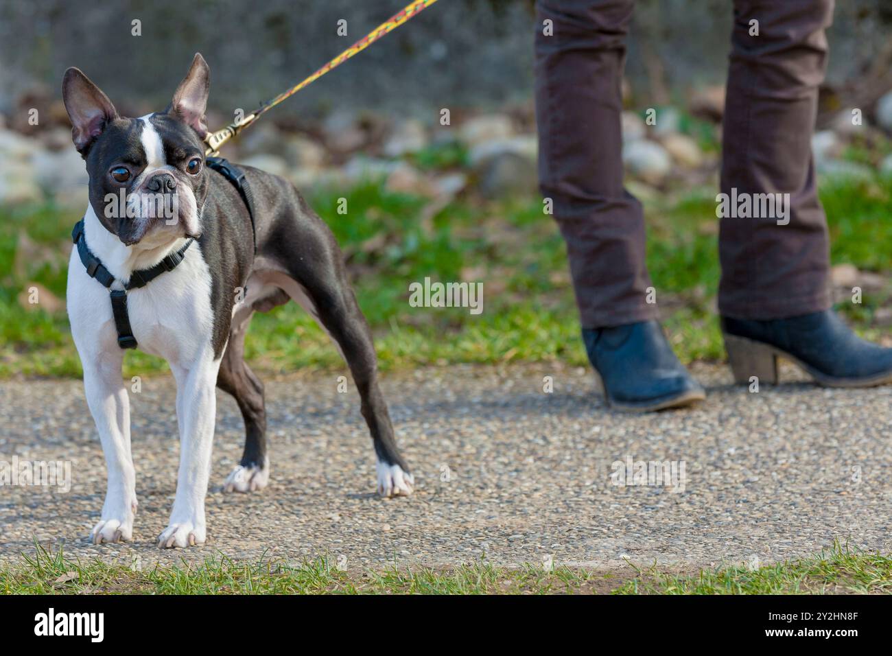 Cane bianco e nero di 2 anni, giovane Boston Terrier di razza pura in un parco. Stare in piedi e aspettare sono ordini del proprietario. Foto Stock Cane bianco e nero di 2 anni, giovane Boston Terrier di razza pura in un parco. Stare in piedi e aspettare sono ordini del proprietario. Foto Stock