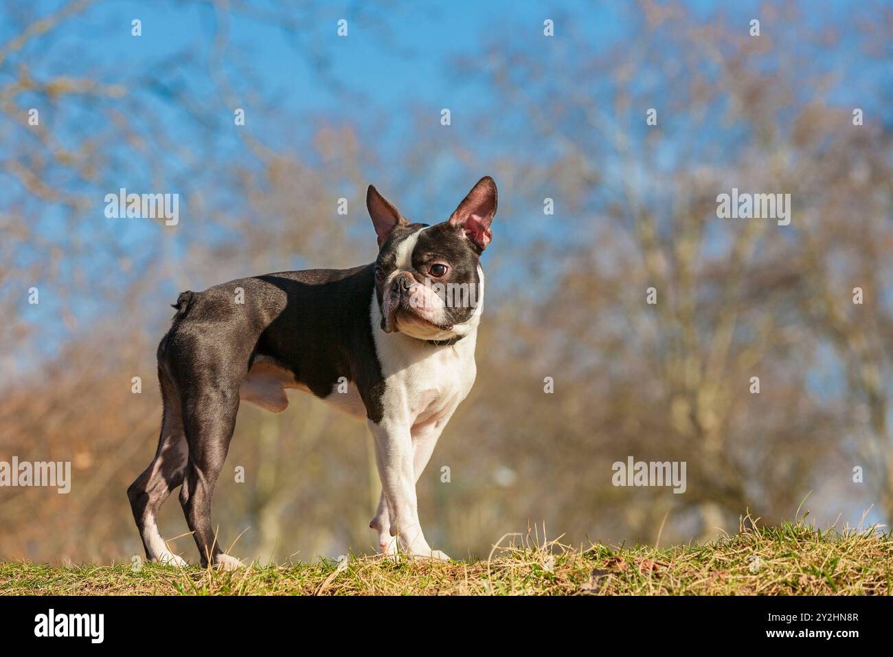 Cane bianco e nero di 2 anni, giovane Boston Terrier di razza pura in un parco. Stare in piedi e aspettare sono ordini del proprietario. Foto Stock Cane bianco e nero di 2 anni, giovane Boston Terrier di razza pura in un parco. Stare in piedi e aspettare sono ordini del proprietario. Foto Stock