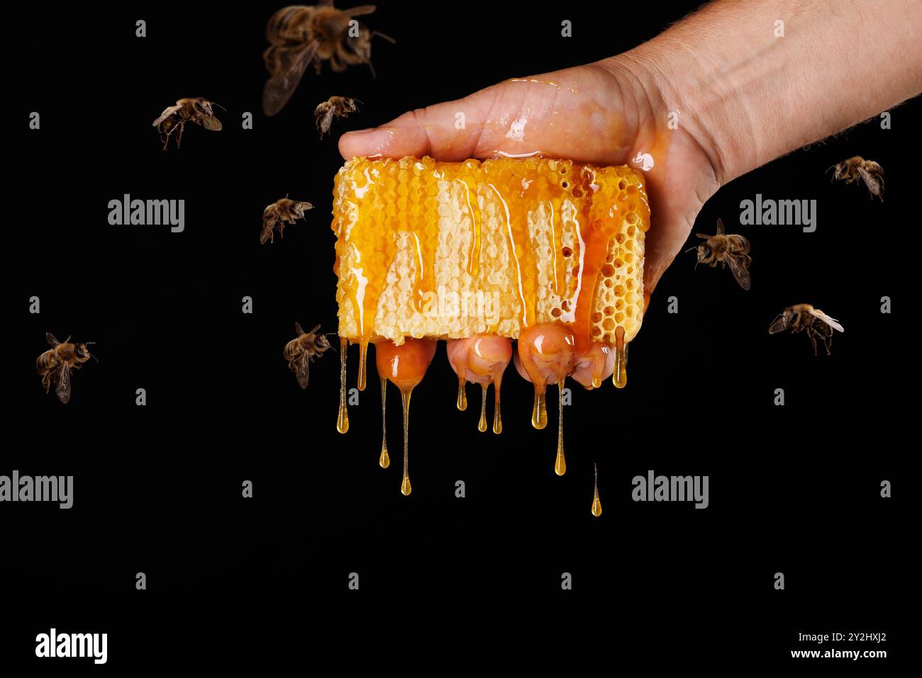 La mano dell'apicoltore regge i favi con il miele che gocciola da loro, circondato da api volanti su sfondo nero. Foto Stock