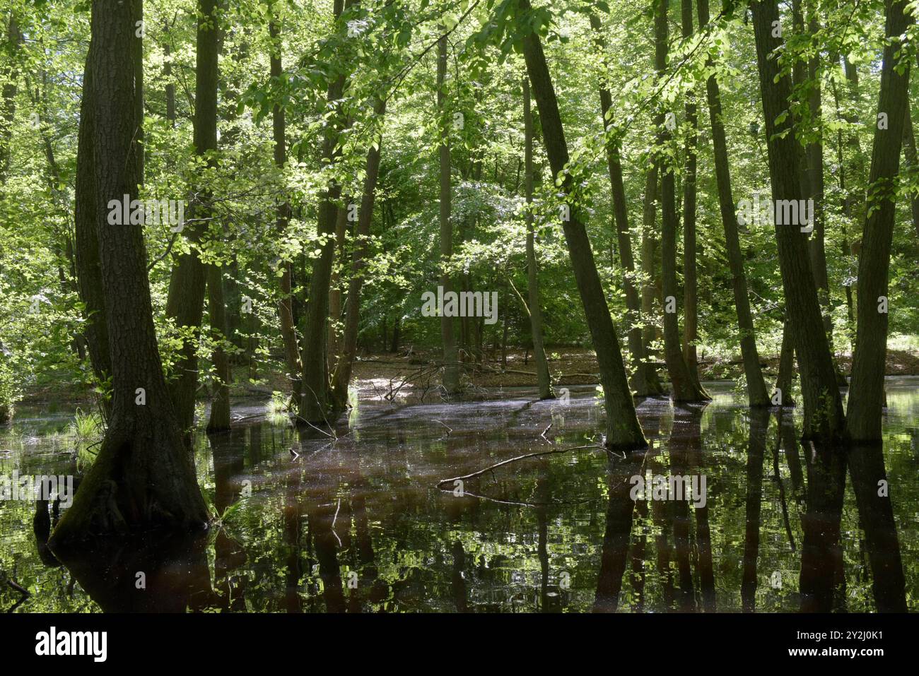 Der Schwarze SEE bei Oderberg liegt versteckt in einem schmalen Waldstreifen an der Brodowiner Straße nördlich von Oderberg. DAS Gewässer liegt in einer flachen Senke und hatte ursprünglich eine Fläche von 1,5 Hektar. Davon ist inzwischen nur noch ein feuchter Wald verblieben. Der Schwarze SEE Hat sich auf eine Fläche von weniger als 1000 Quadratmeter zurückgezogen und beheimatet vorrangig Weißfische. In folge von lang anhaltenden Trockenperioden kann das Gewässer fast trocken Fallen, doch bei ausreichend Niederschlag steigt der Pegel bis in den Wald hinein. DAS Wasser ist reich an Huminstoffe Foto Stock