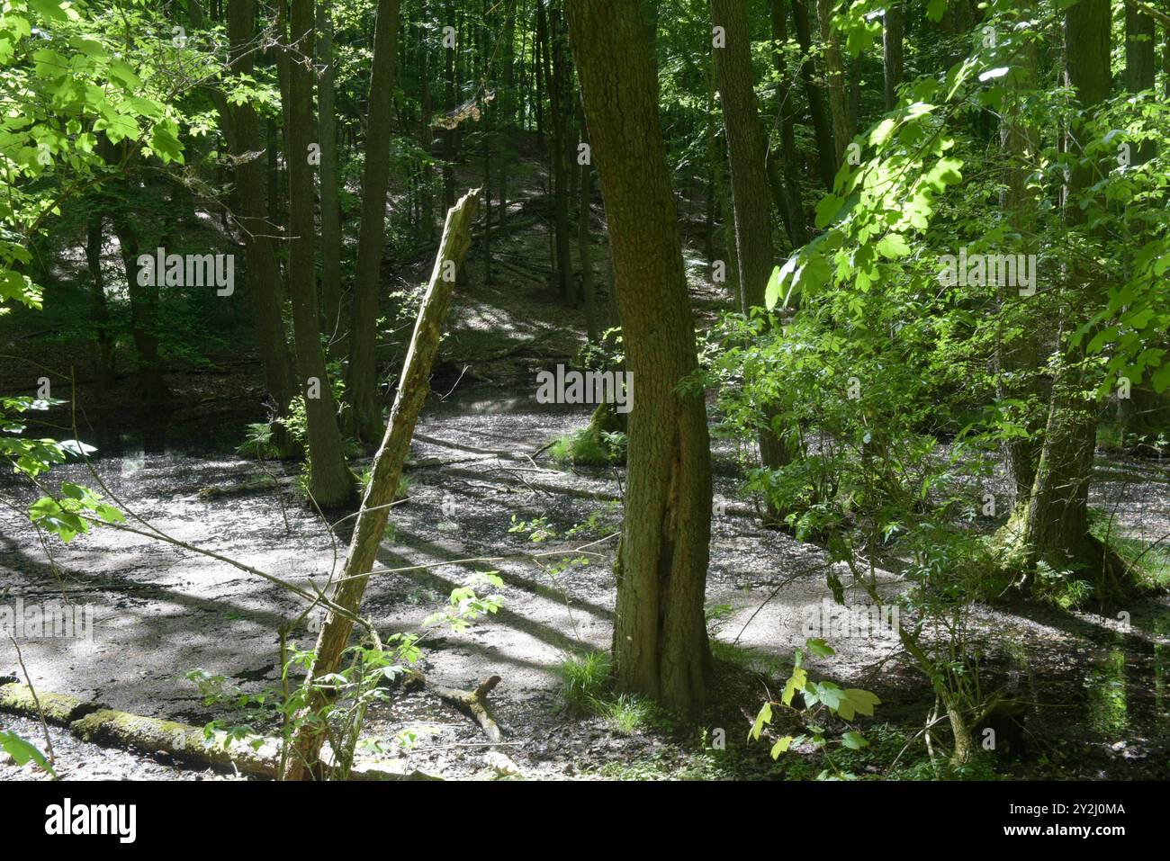 Der Schwarze SEE bei Oderberg liegt versteckt in einem schmalen Waldstreifen an der Brodowiner Straße nördlich von Oderberg. DAS Gewässer liegt in einer flachen Senke und hatte ursprünglich eine Fläche von 1,5 Hektar. Davon ist inzwischen nur noch ein feuchter Wald verblieben. Der Schwarze SEE Hat sich auf eine Fläche von weniger als 1000 Quadratmeter zurückgezogen und beheimatet vorrangig Weißfische. In folge von lang anhaltenden Trockenperioden kann das Gewässer fast trocken Fallen, doch bei ausreichend Niederschlag steigt der Pegel bis in den Wald hinein. DAS Wasser ist reich an Huminstoffe Foto Stock