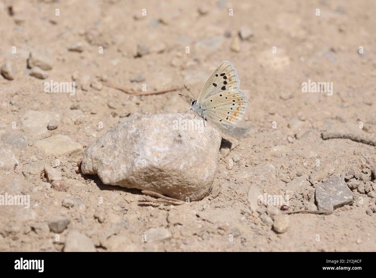 Madre di Pearl Blue Butterfly maschio - Plebicula nivescens Foto Stock