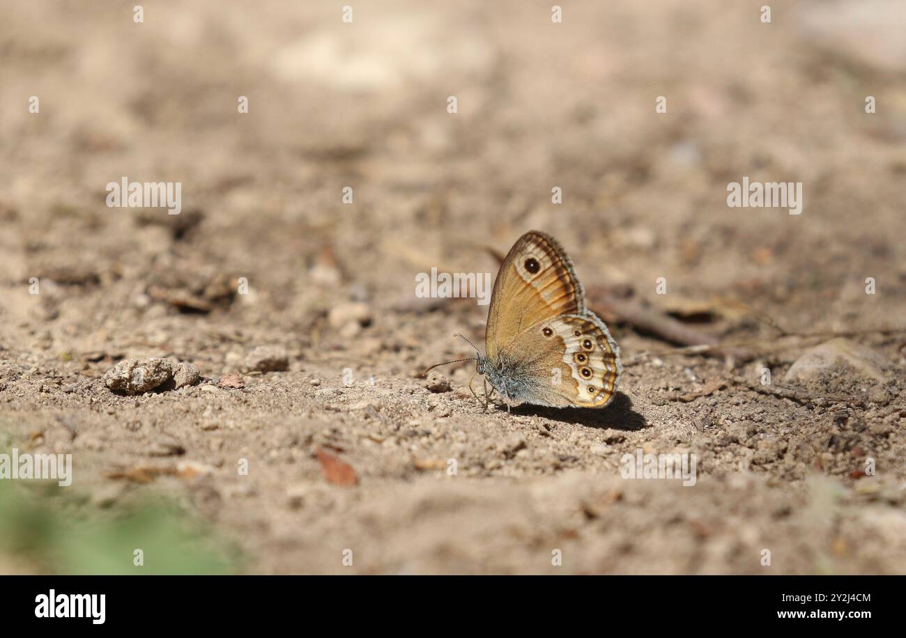 Farfalla Dusky Heath - Coenonympha dorus Foto Stock