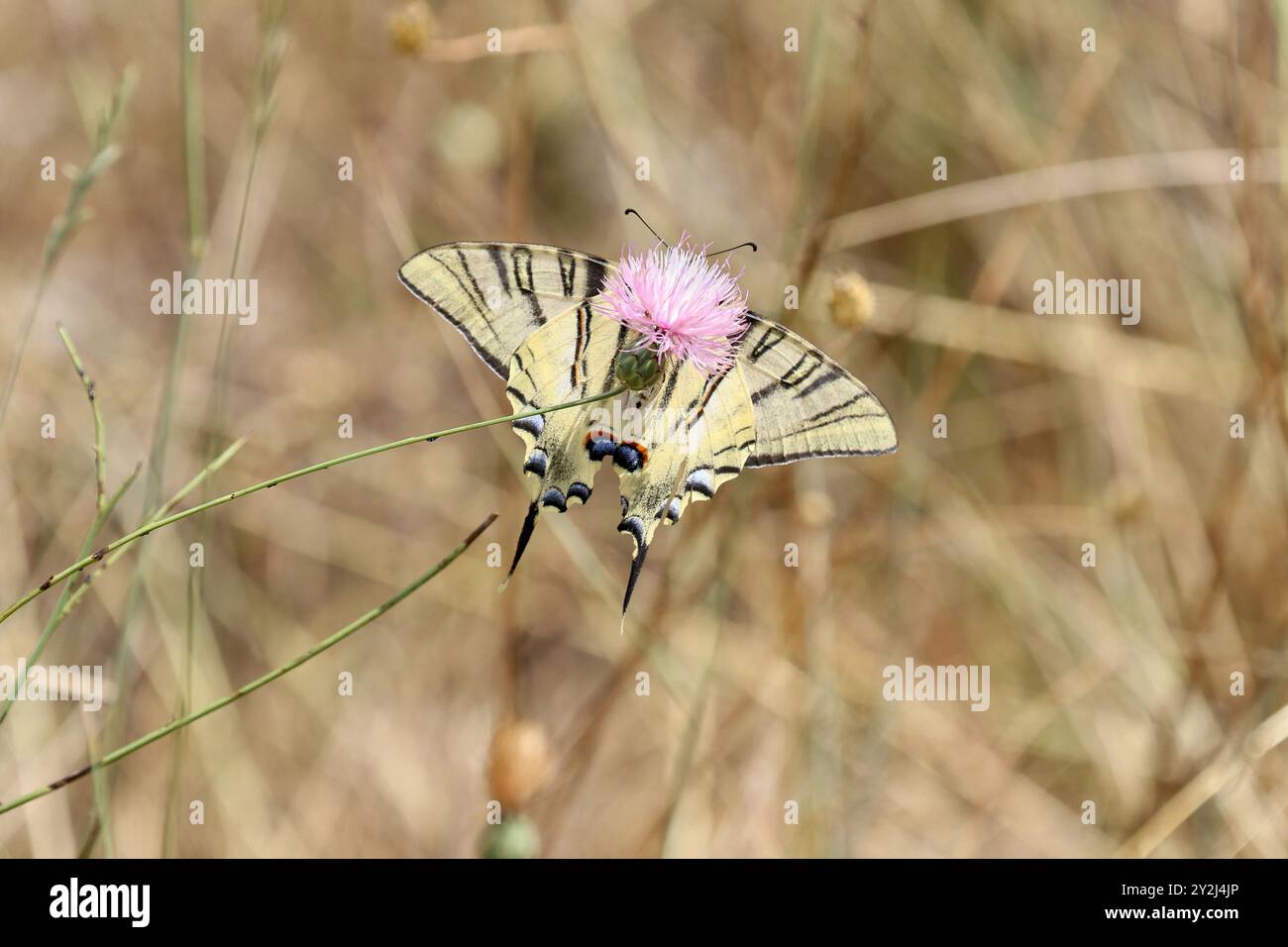 Una timida coda di rondine iberica o coda di rondine meridionale - Iphiclides feisthamelii su fiore rosa Foto Stock