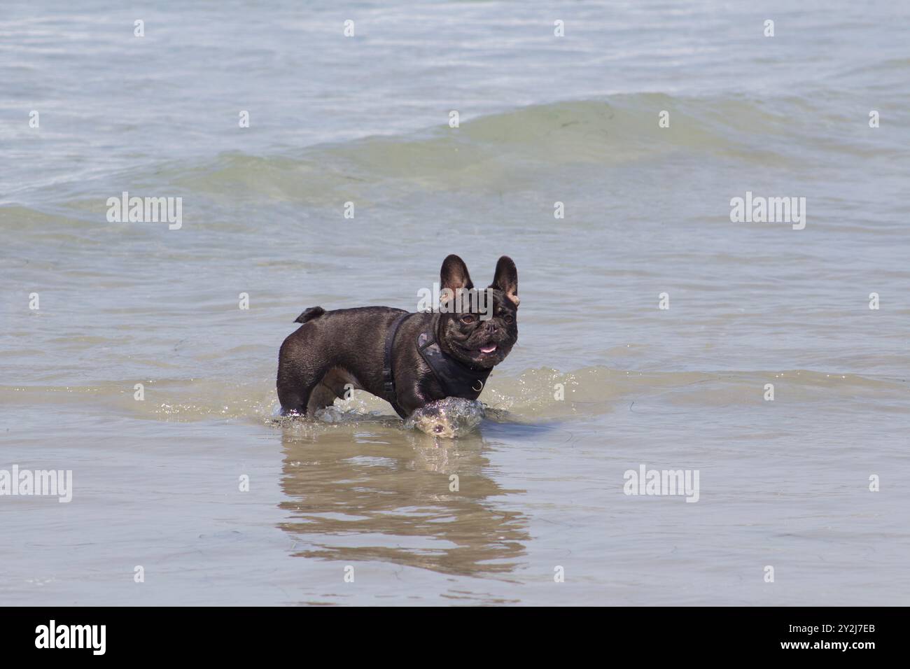 Black French Bulldog (francese) che gioca in acqua a Ocean Beach Dog Beach, San Diego Foto Stock