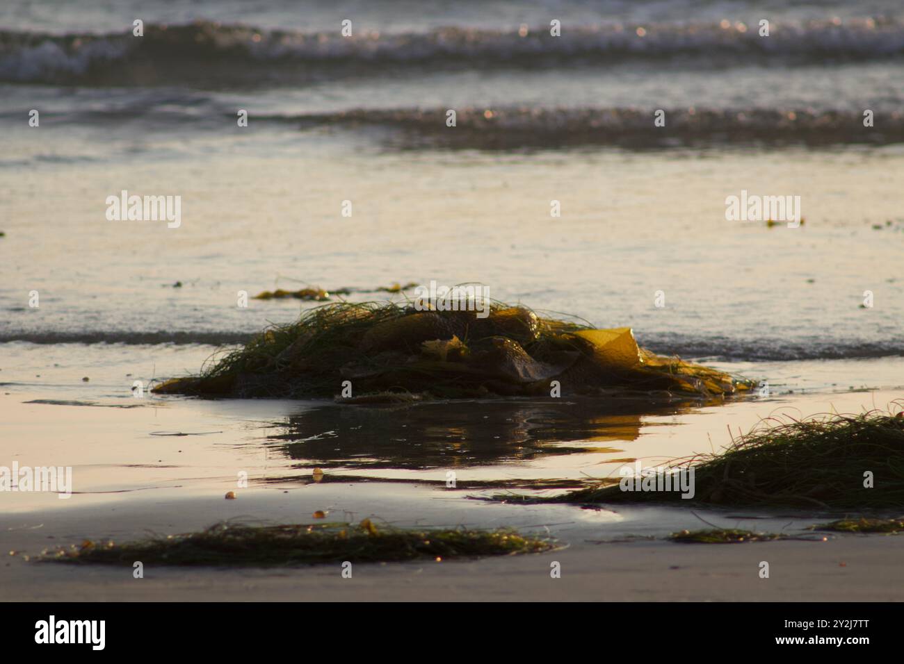 Le alghe verdi si accumulano sulla spiaggia vicino all'oceano a Pacific Beach, San Diego, California Foto Stock