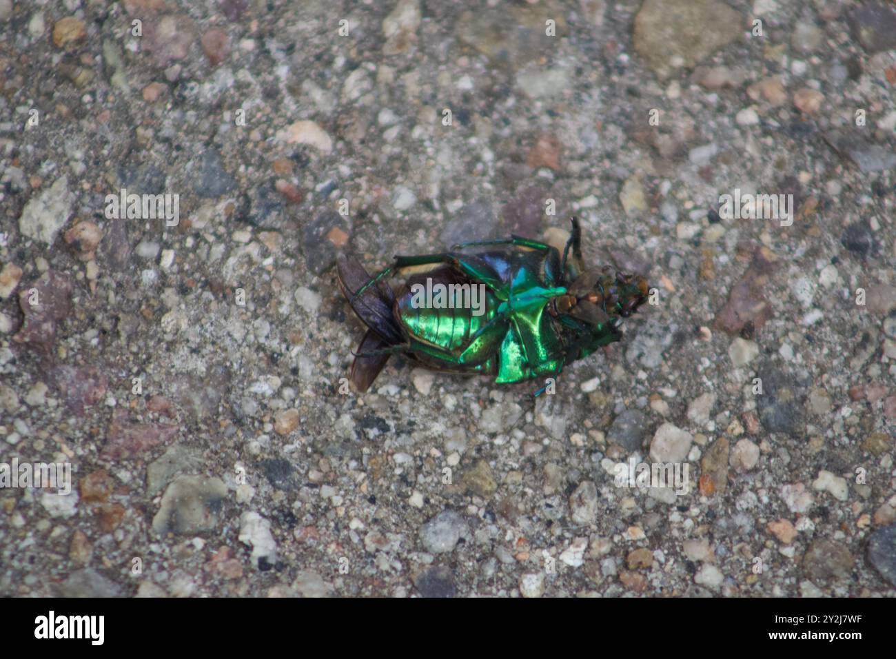 Dead Green June Beetle con Fly on it decomposizione Foto Stock