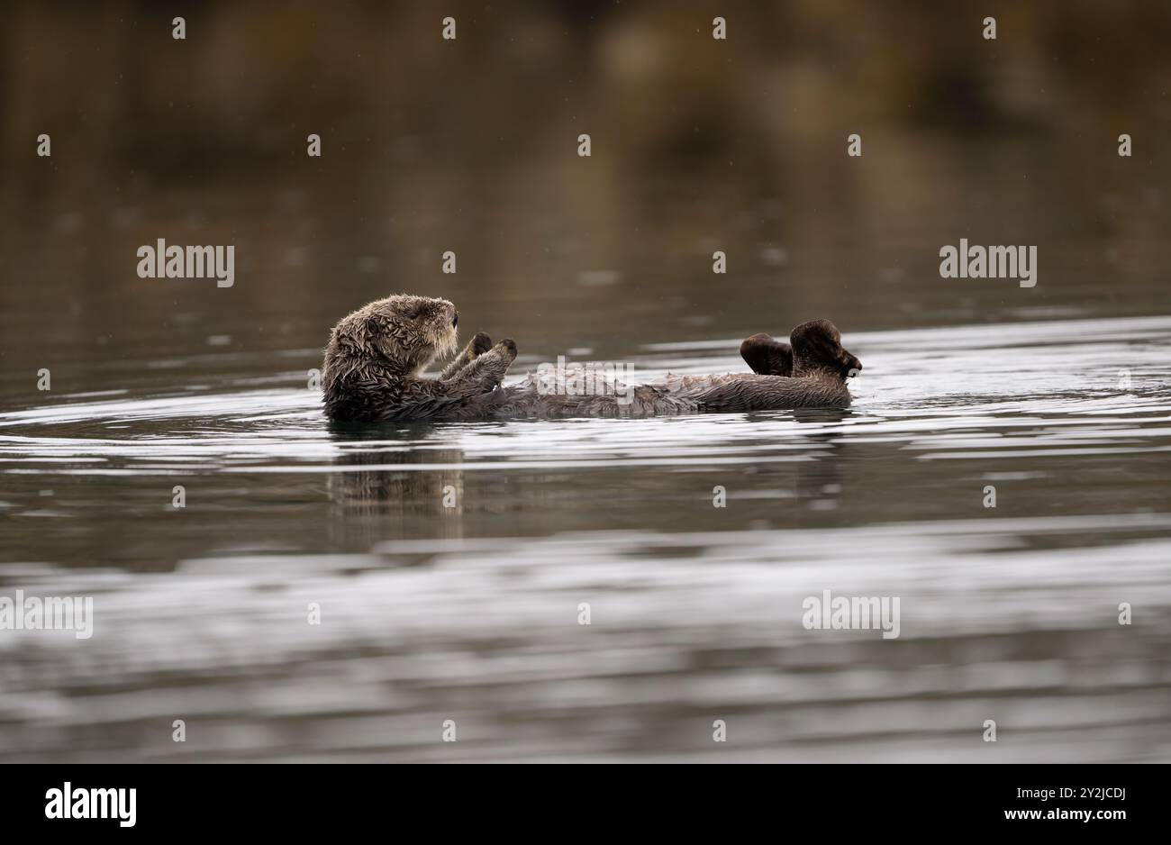 Lontra di mare settentrionale a Kachemak Bay, Alaska Foto Stock