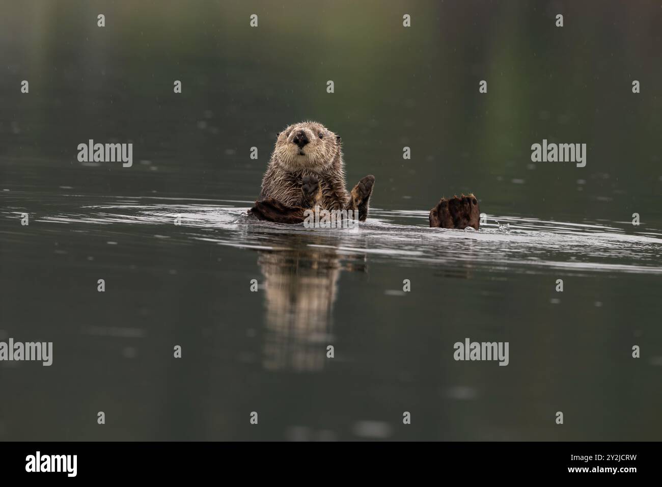 Lontra di mare settentrionale a Kachemak Bay, Alaska Foto Stock