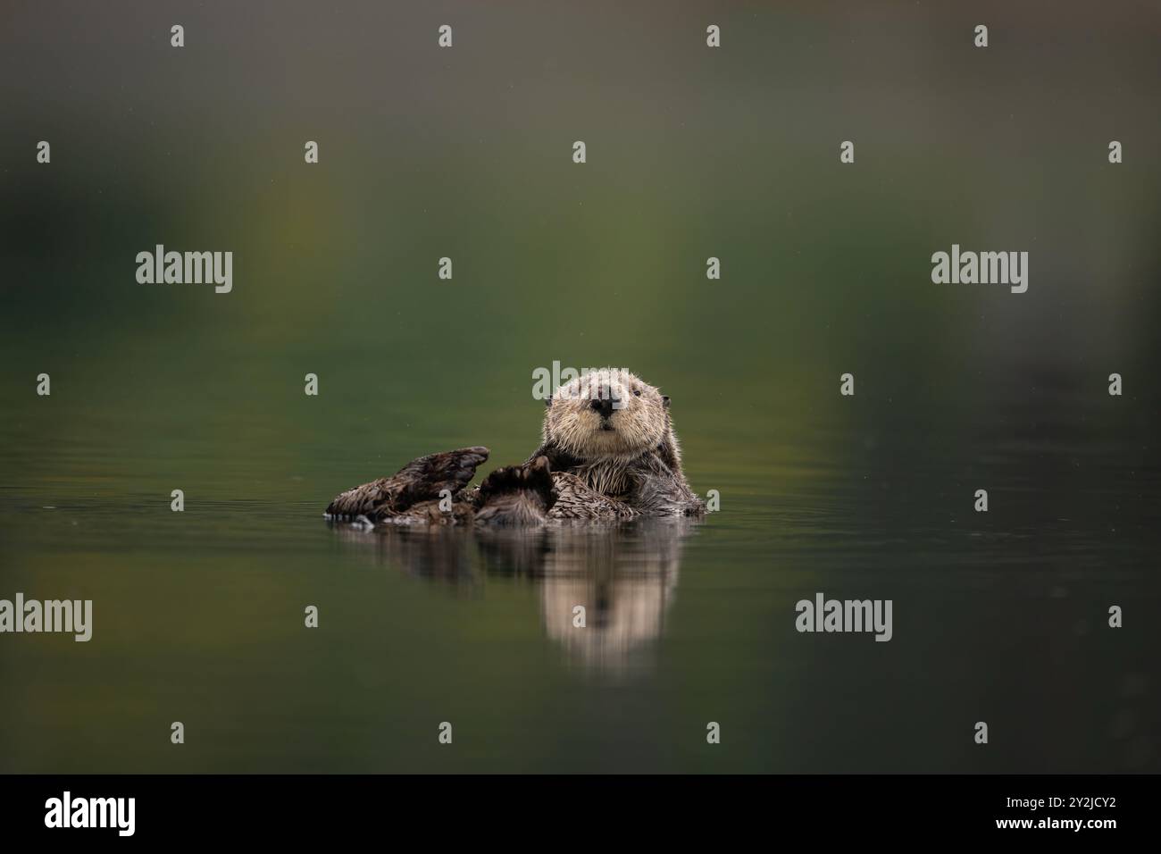 Lontra di mare settentrionale a Kachemak Bay, Alaska Foto Stock