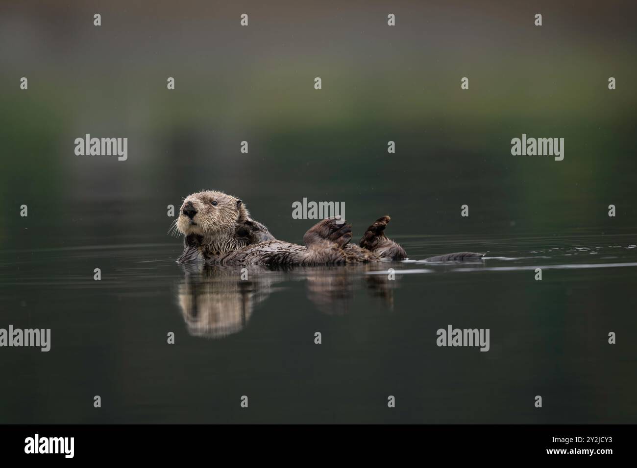 Lontra di mare settentrionale a Kachemak Bay, Alaska Foto Stock