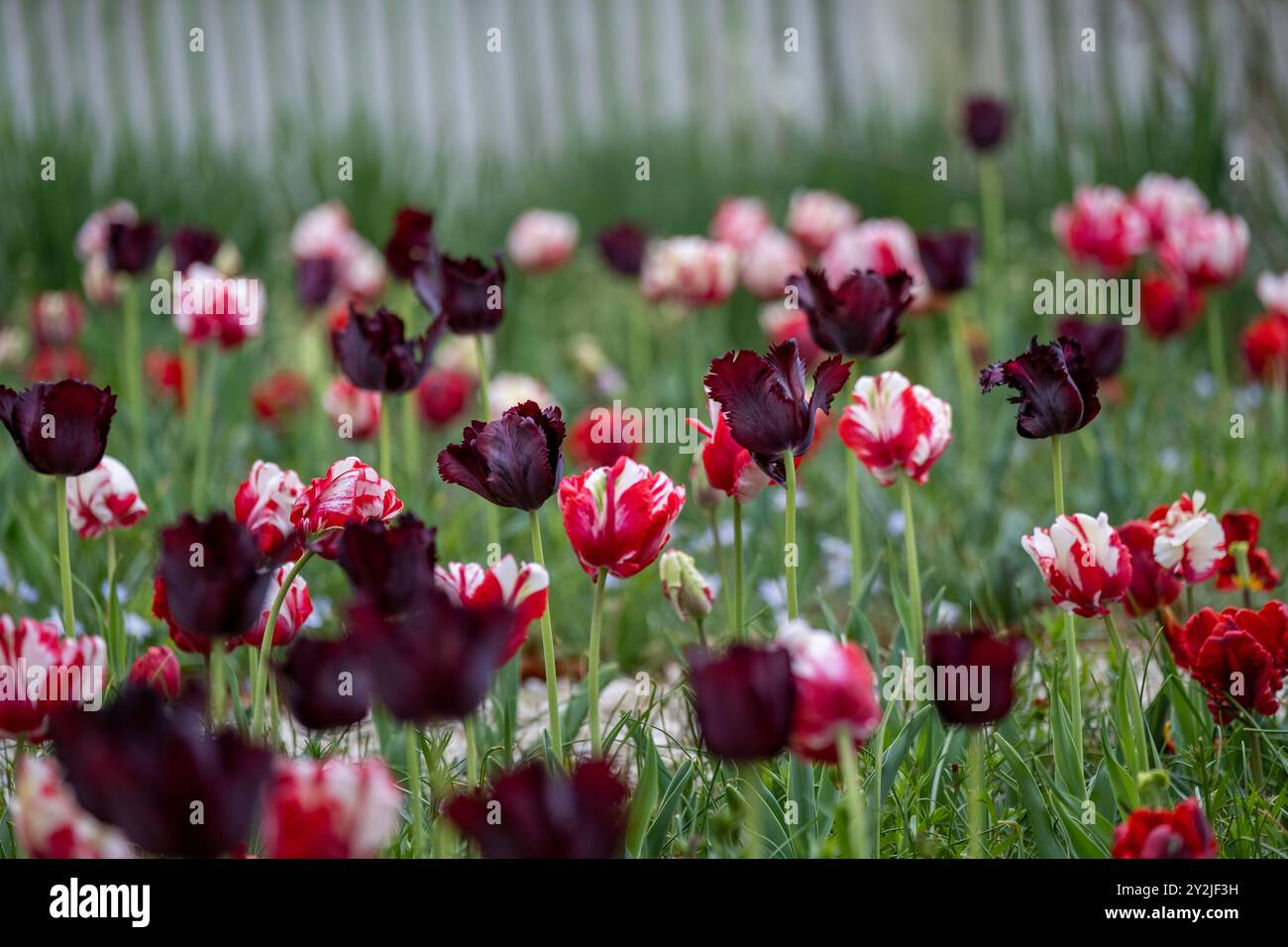 Campo Tulipano vibrante con messa a fuoco morbida Foto Stock