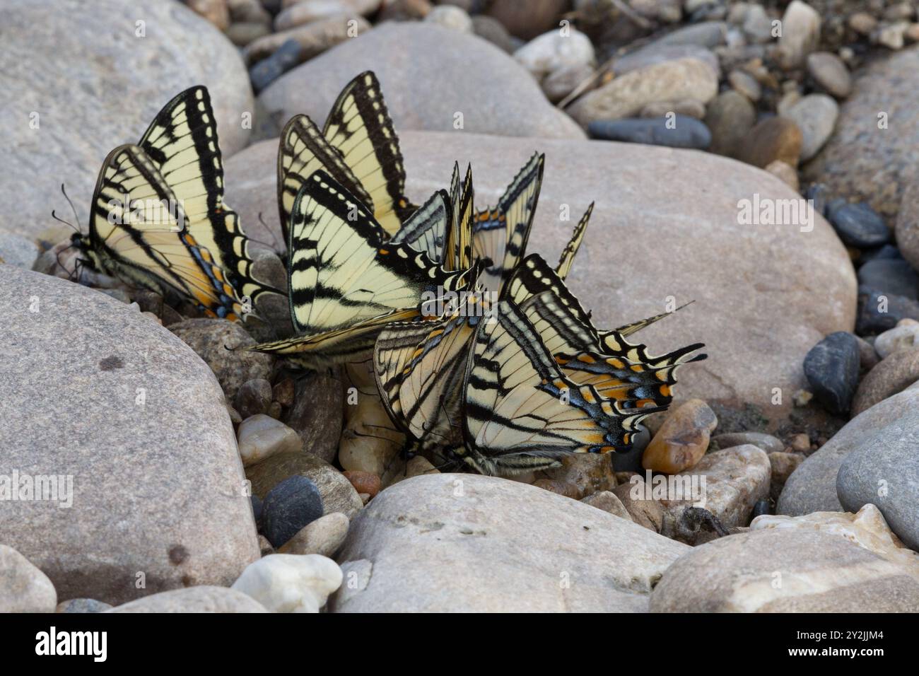 Gruppo di Tiger Swallowtails canadesi (Papilo canadensis) lungo il fiume Chena vicino a Fairbanks, AK. Di solito si trovano vicino a foreste decidue o miste. Foto Stock